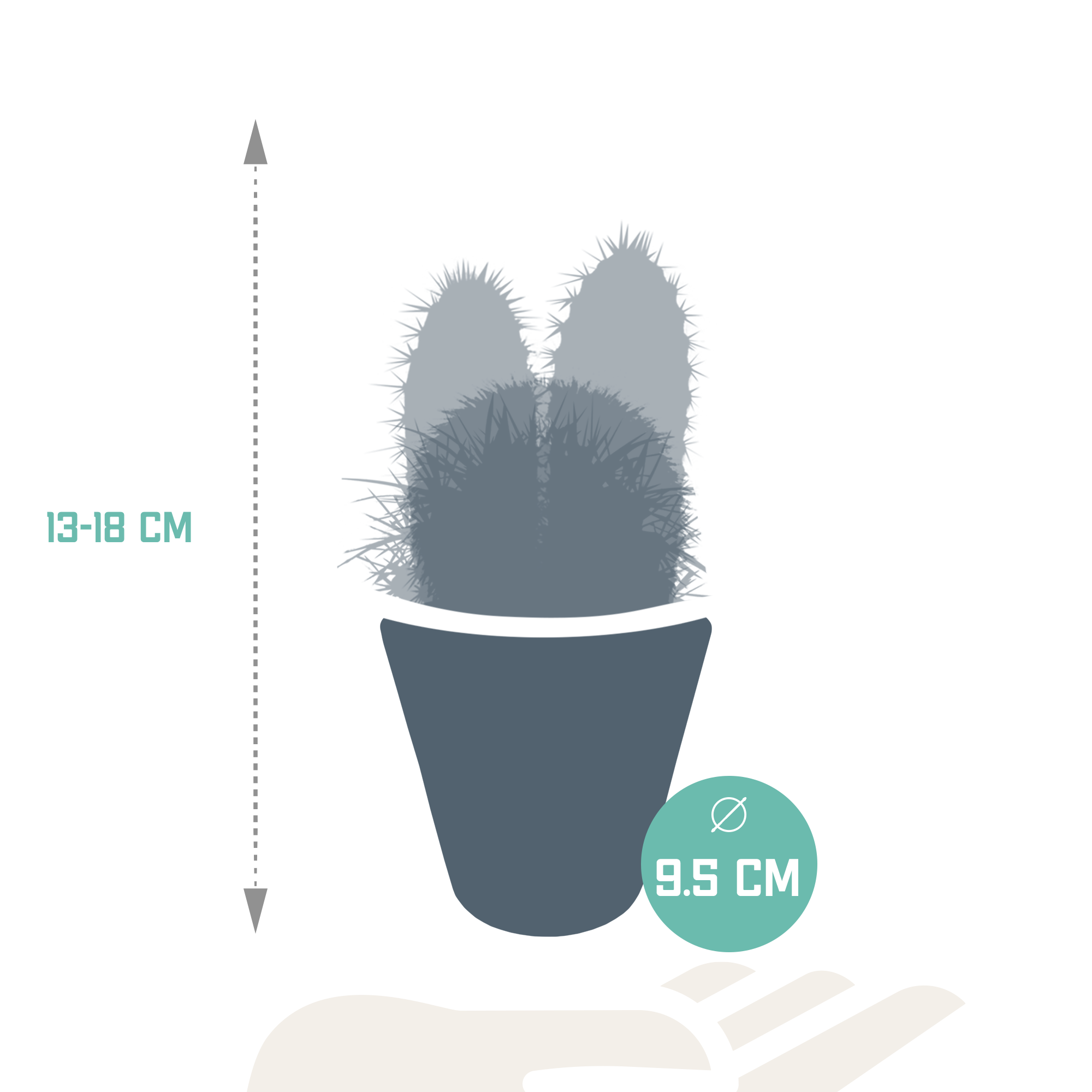 House of cactus Cactus mix 8.5 cm - 3x - in witte pot (8720618070142)