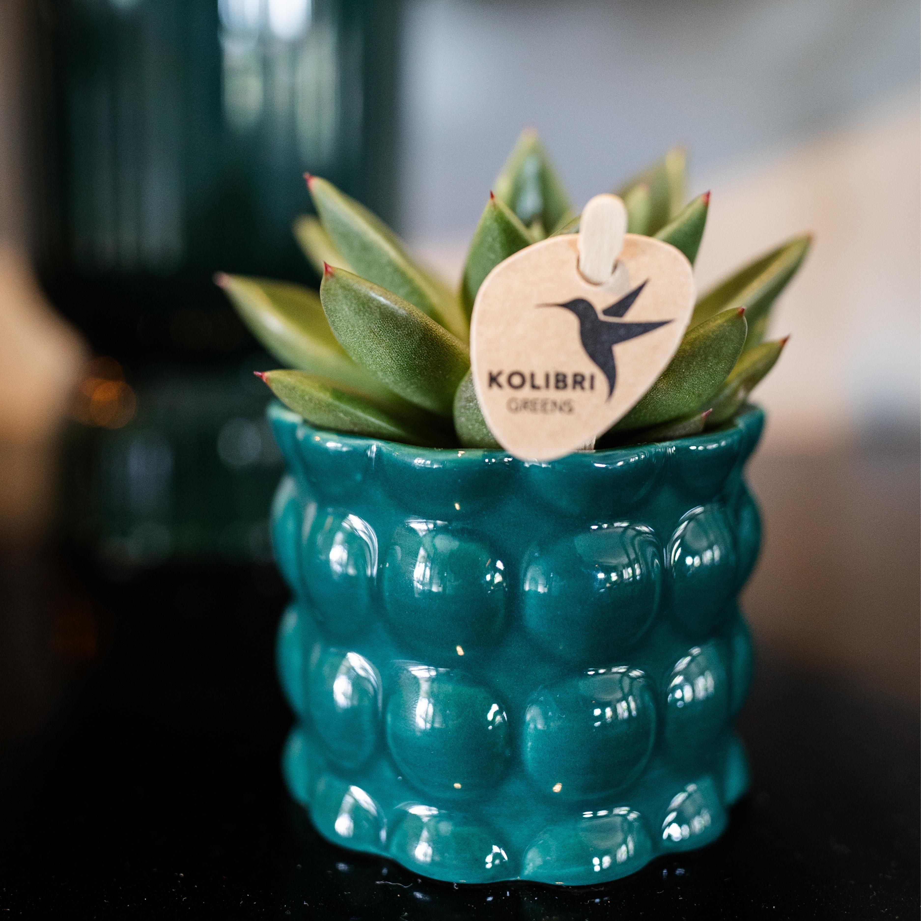 Groene plant - Succulent Echeveria Miranda | groene kamerplant (8720682780602)