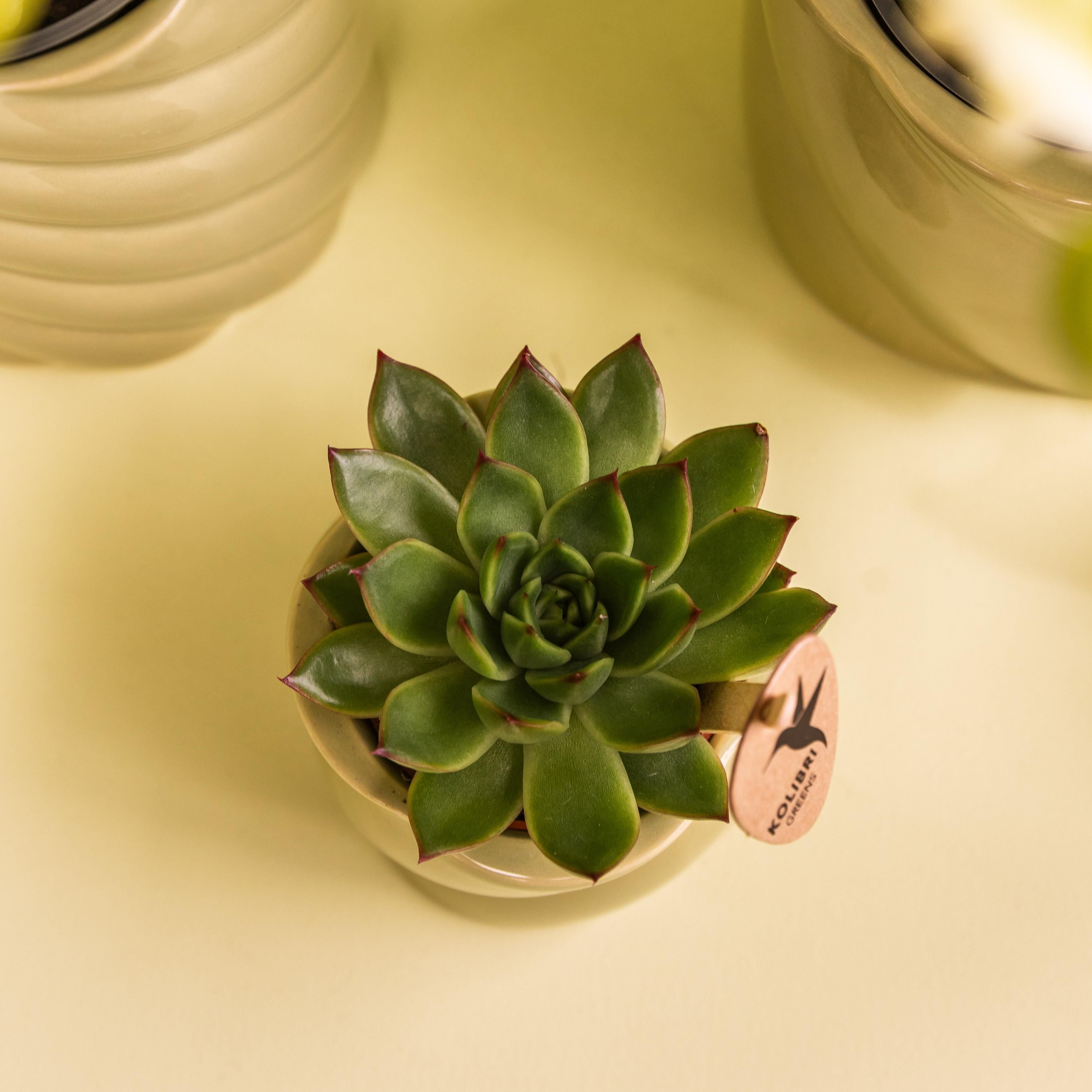 Groene plant - Succulent Echeveria Miranda | groene kamerplant (8720682780602)