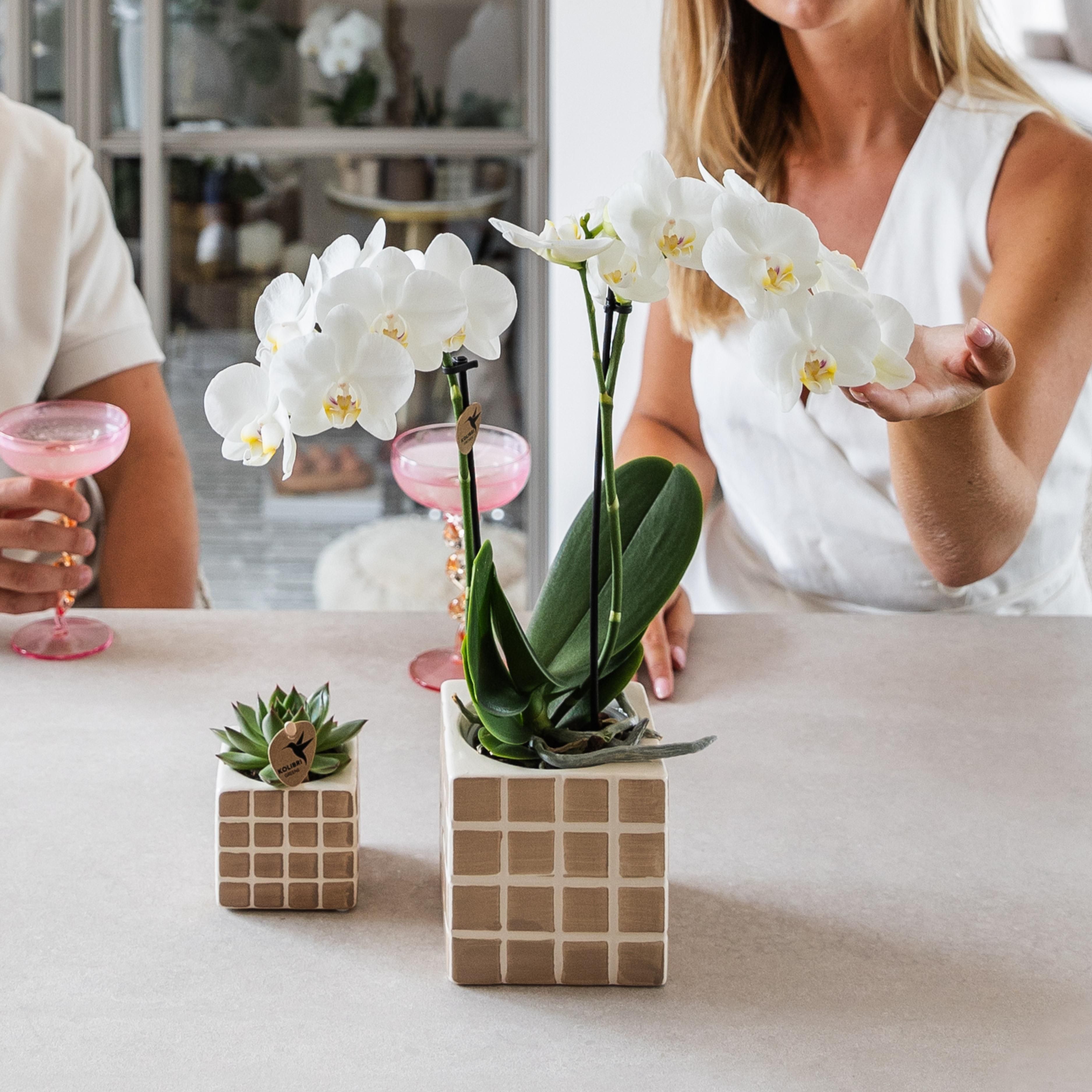 Groene plant - Succulent Echeveria Miranda | groene kamerplant (8720682780602)