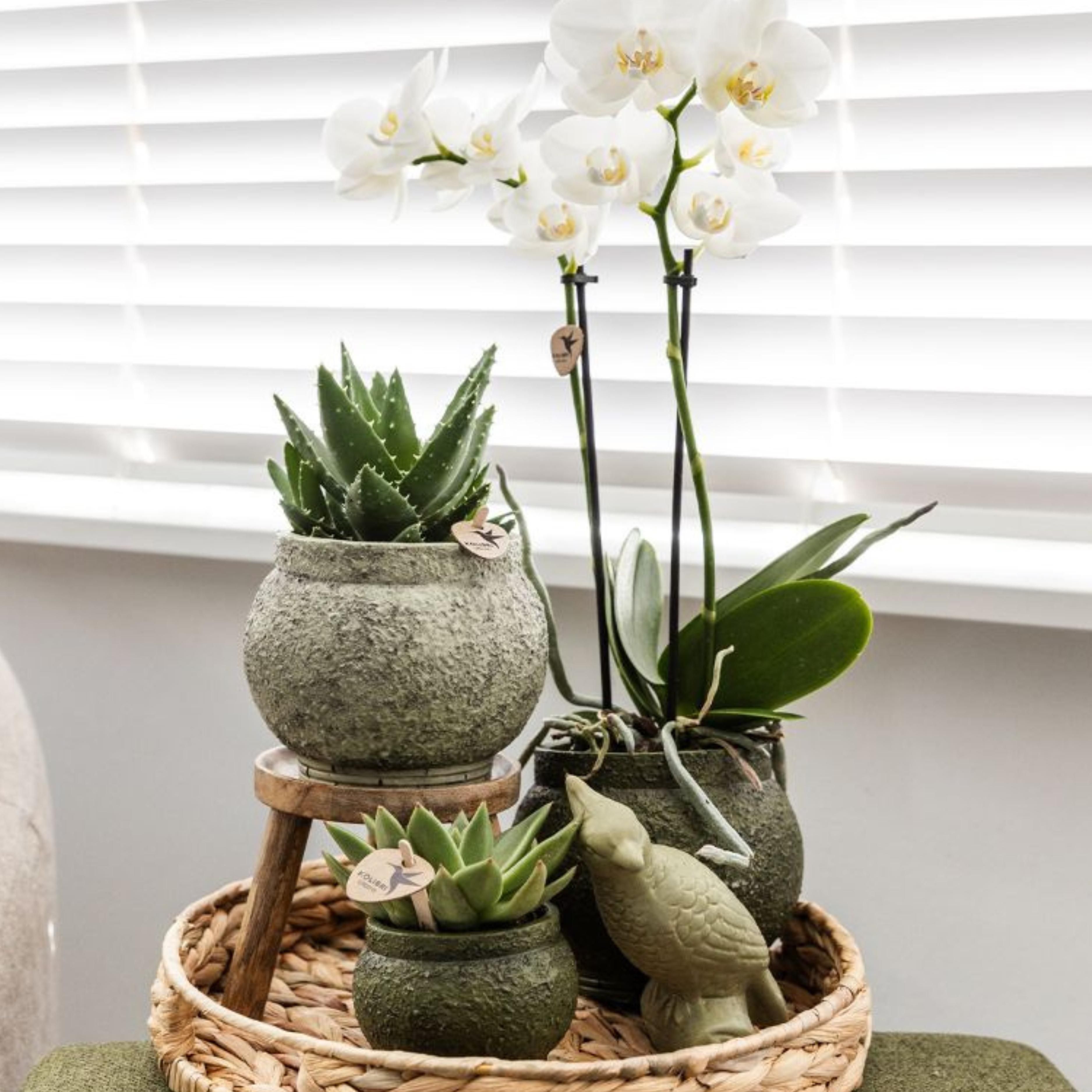 Groene plant - Succulent Echeveria Miranda | groene kamerplant (8720682780602)