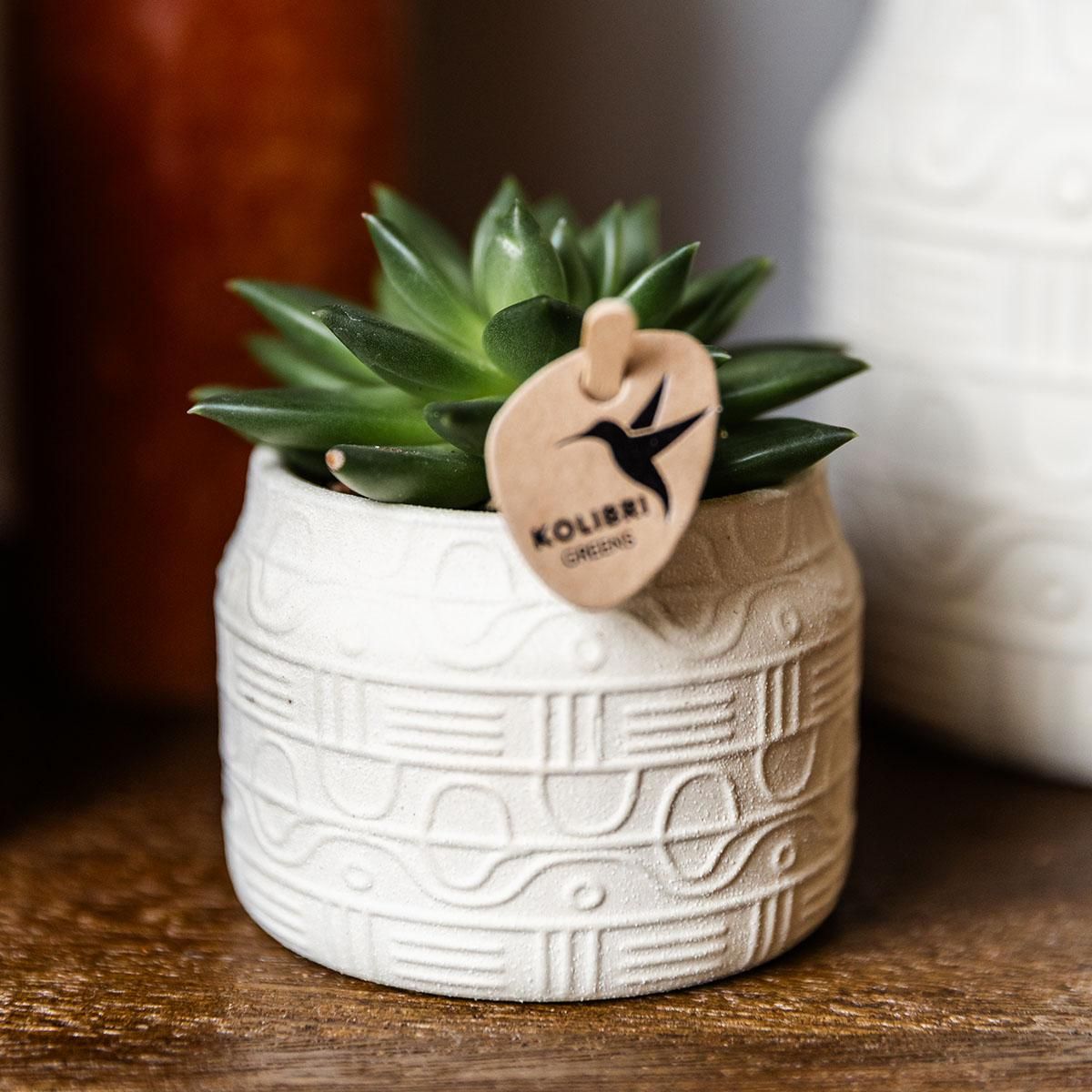 Groene plant - Succulent Echeveria Miranda | groene kamerplant (8720682780602)