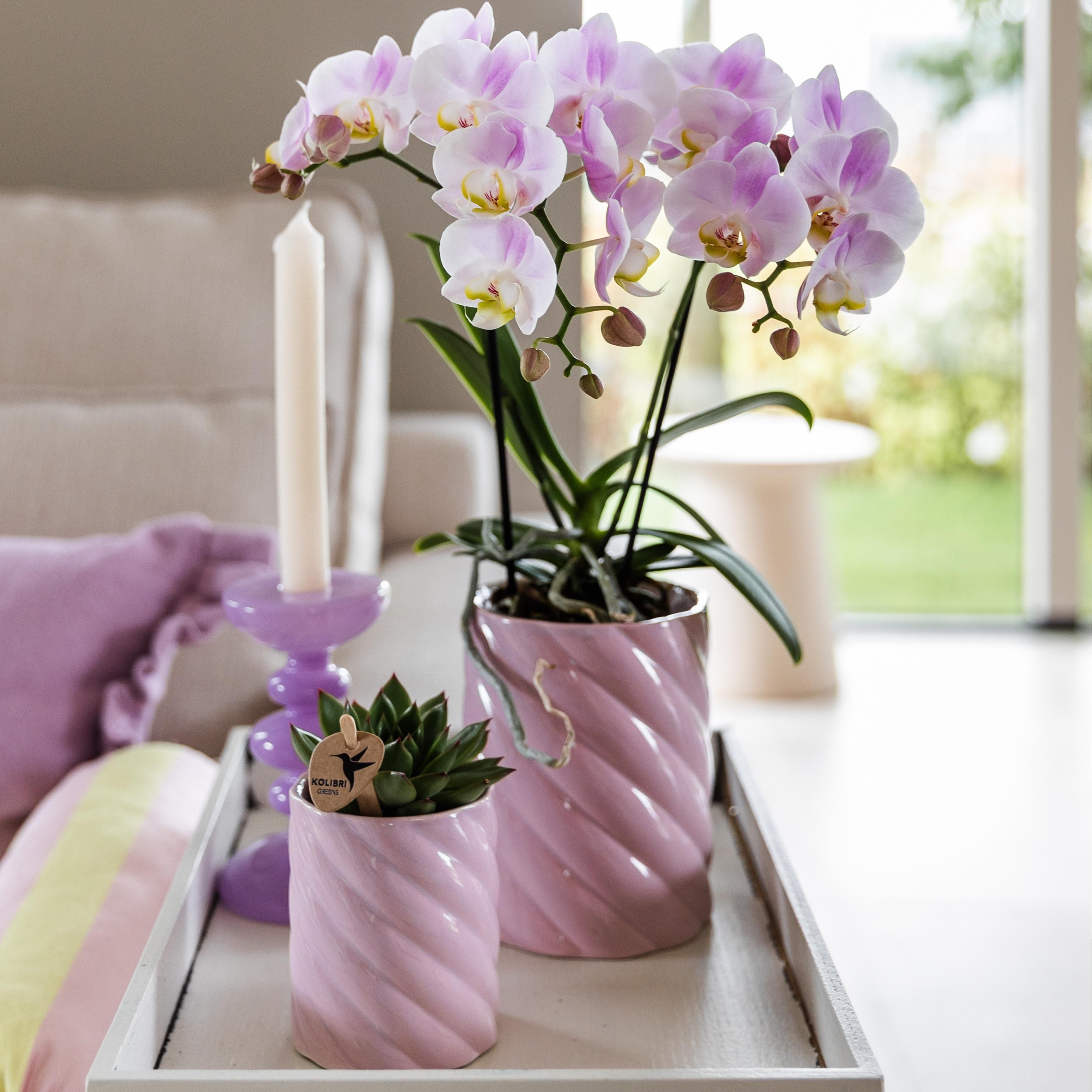 Groene plant - Succulent Echeveria Miranda | groene kamerplant (8720682780602)