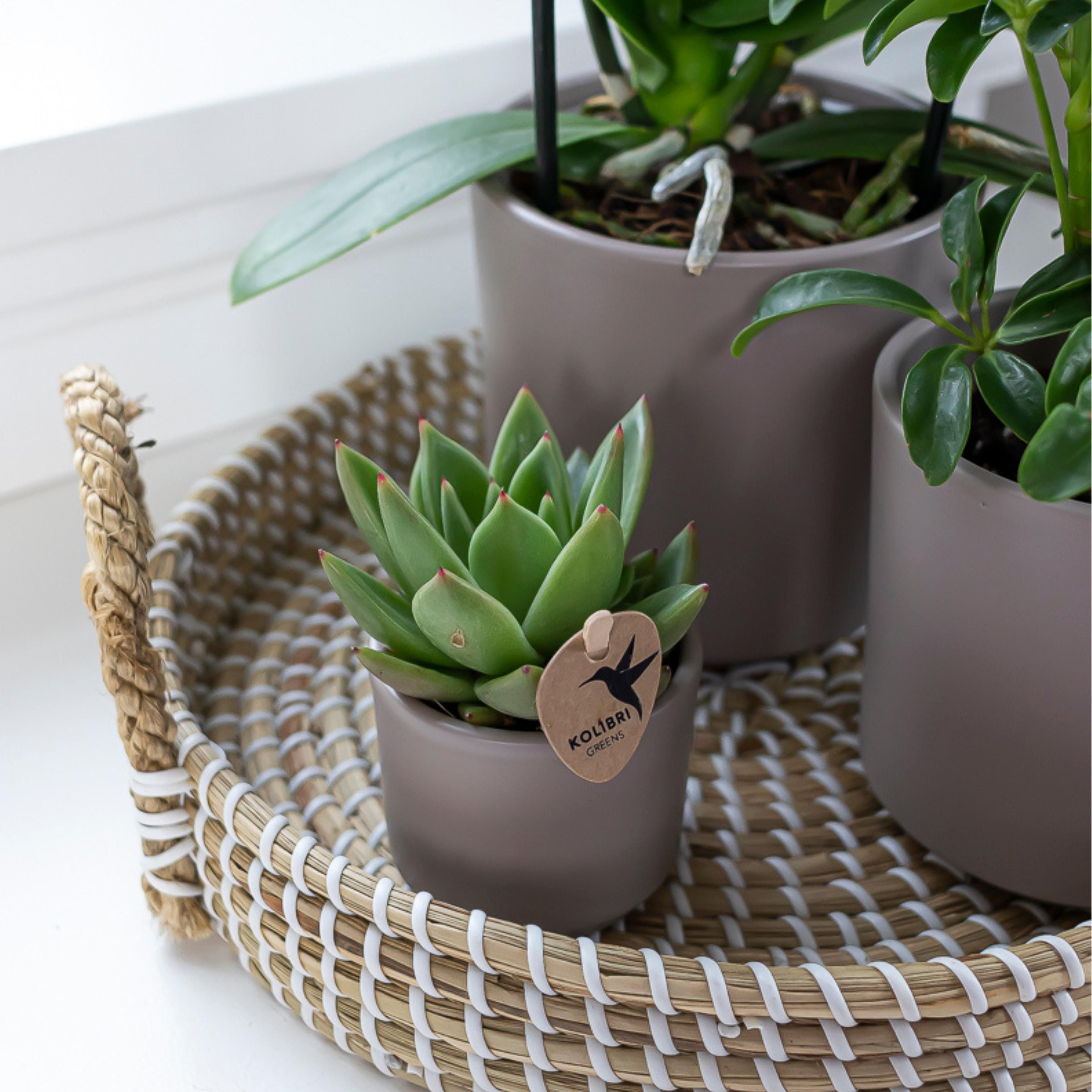 Groene plant - Succulent Echeveria Miranda | groene kamerplant (8720682780602)