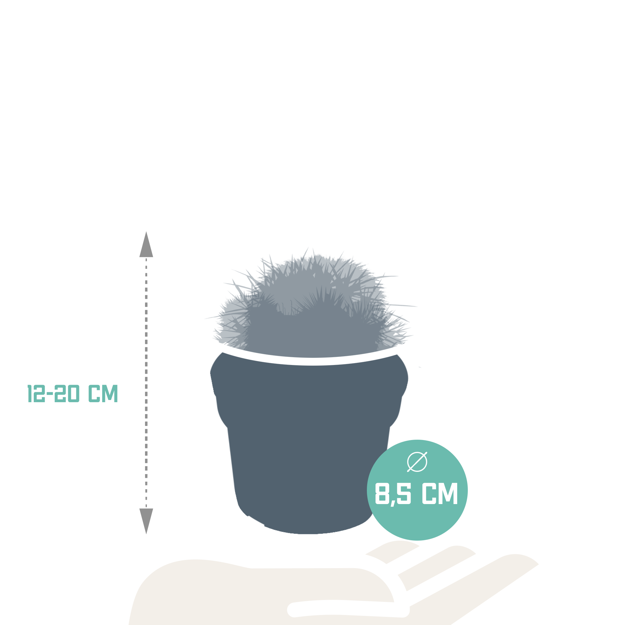 House of cactus Bolcactus mix 8,5 cm | 3 stuks - zonder pot (8720387961214)