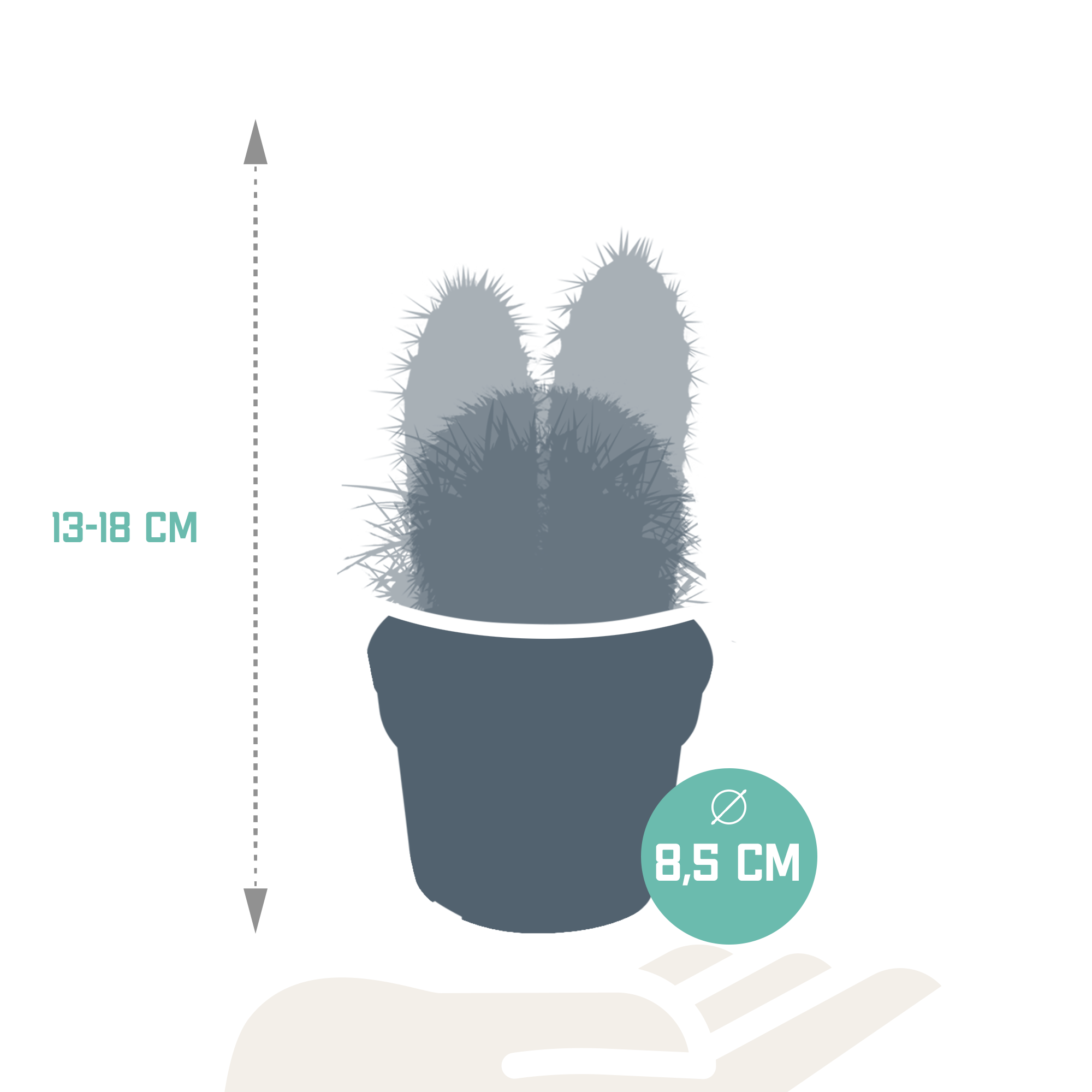 House of cactus Cactus mix 8.5 cm - 3x - zonder pot (8720387961177)
