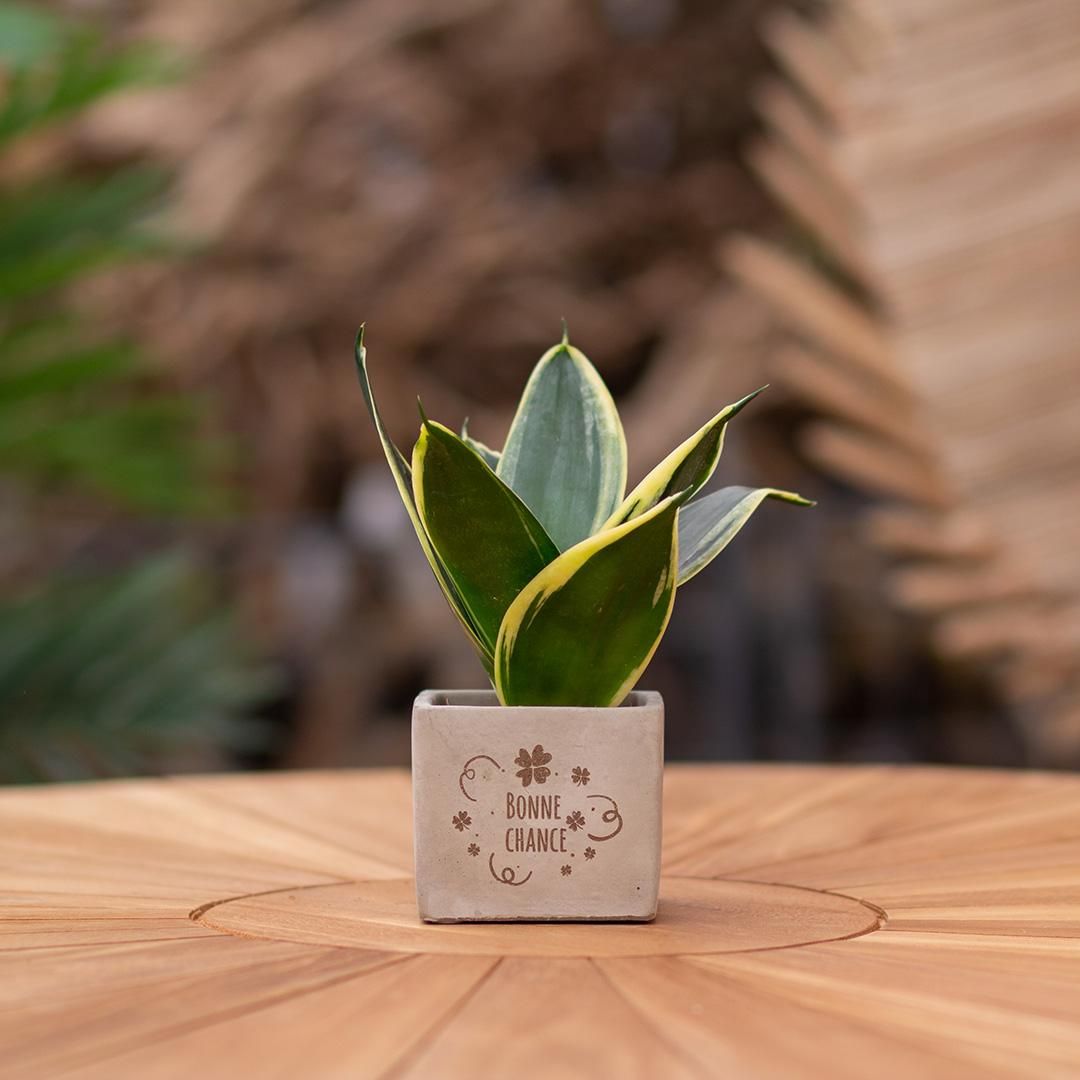 Congreet plantpots + Sansevieria | Bonne chance (8721225131745)