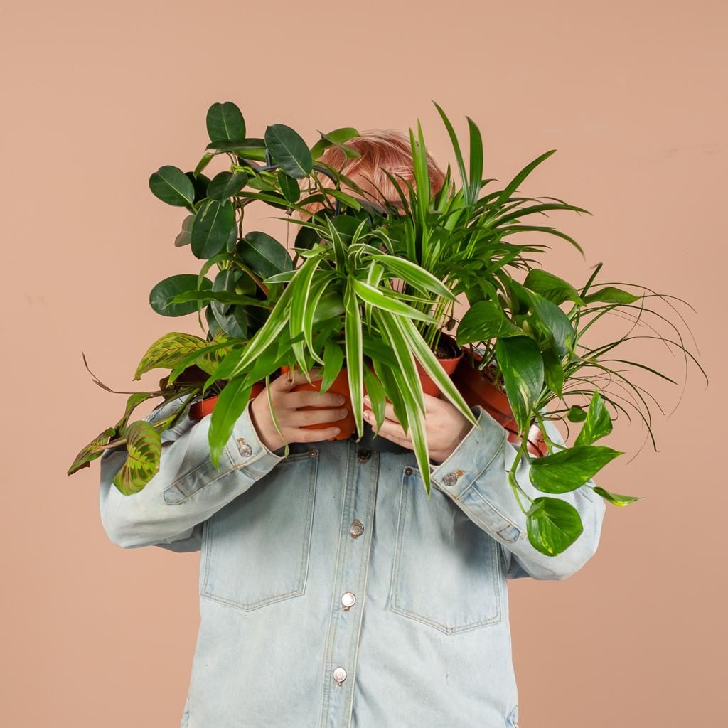 Groene Kneusjesbox (12 stuks) - incl. 12 x pot Lissabon zwart (8721042064257)