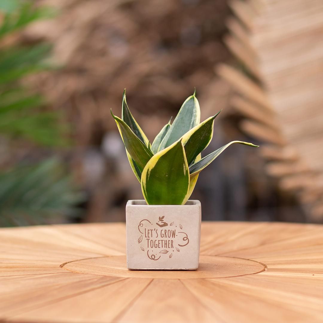 Congreet plantpots + Sansevieria | Let's grow together (8721225131578)