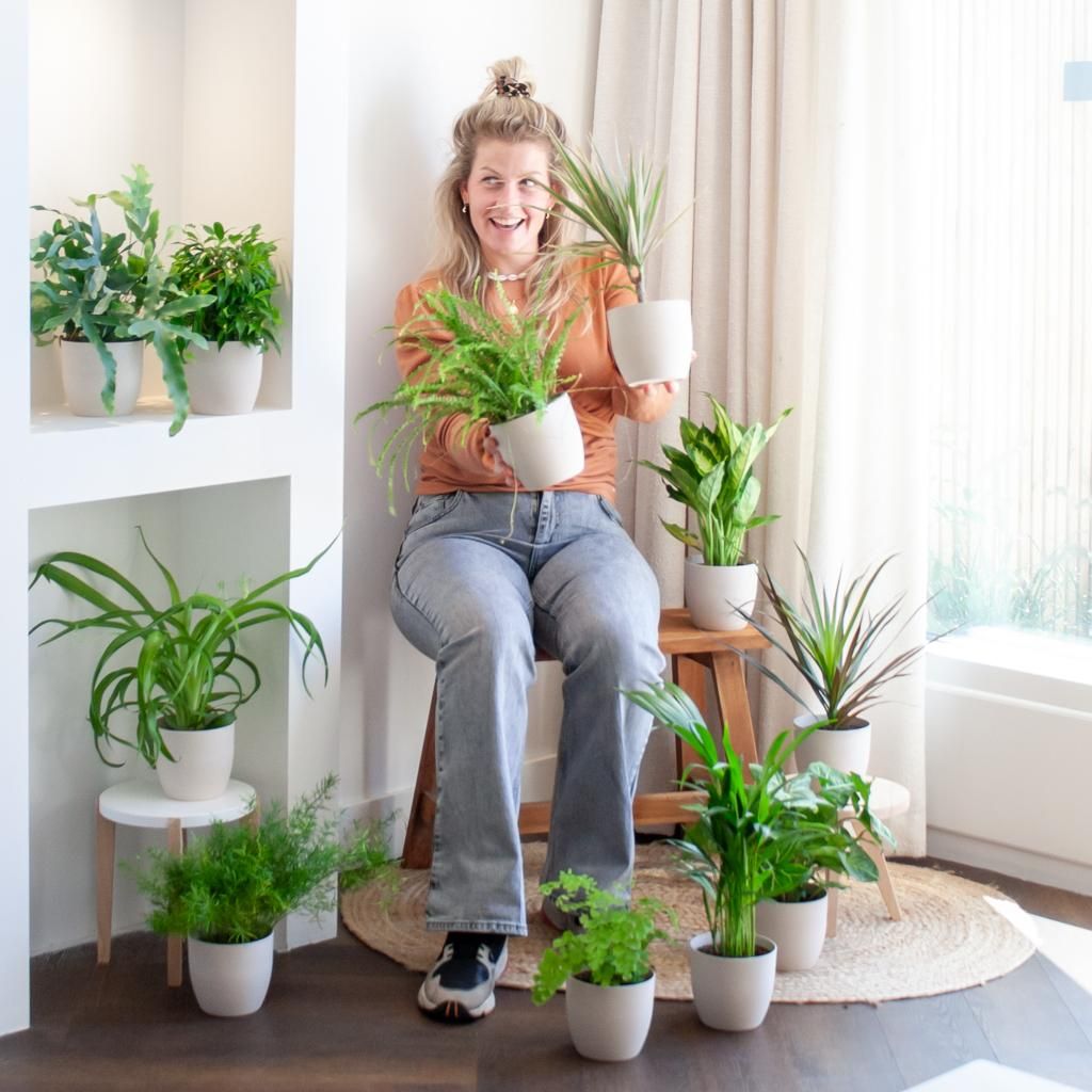 Groene Kneusjesbox (12 stuks) - incl. 12 x pot Viber wit (8721042064240)
