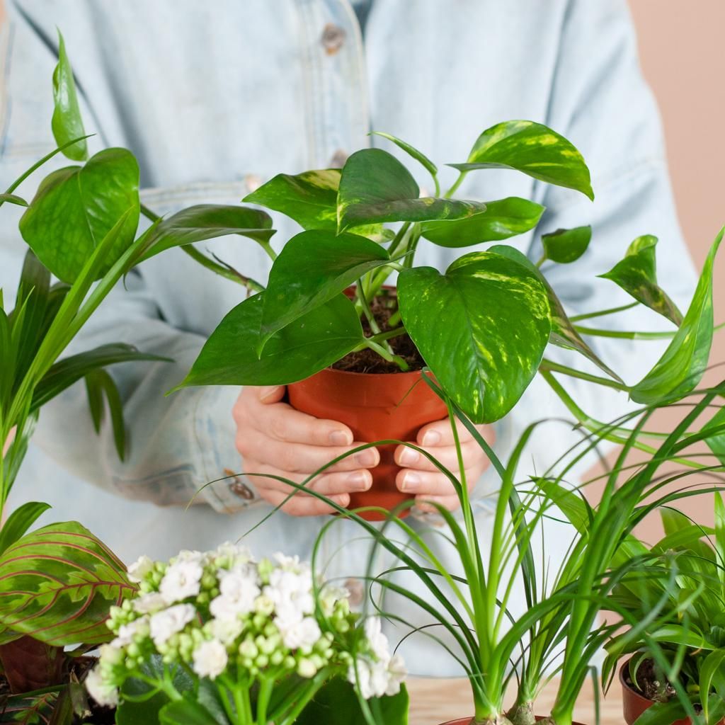 Groene Kneusjesbox (6 stuks) - incl. 6 x pot Viber zwart (8721042064288)