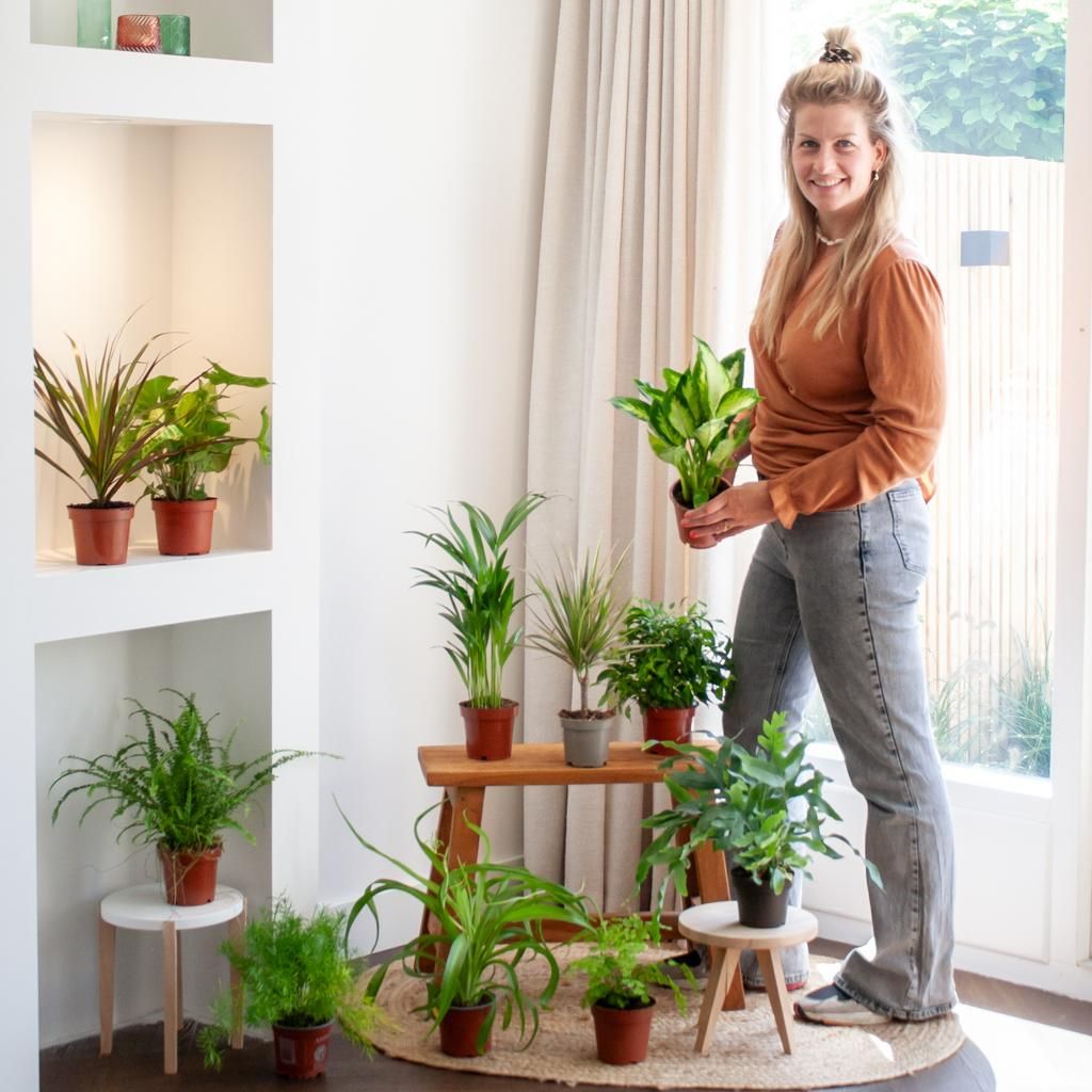 Groene Kneusjesbox (12 stuks) (8721042064233)