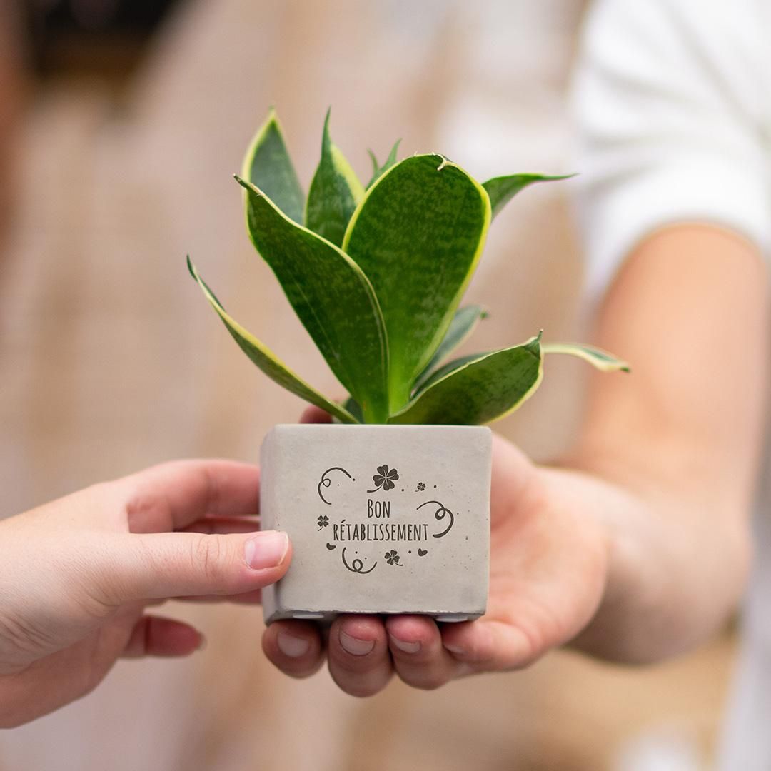 Congreet plantpots + Sansevieria | Bon rétablissement (8721225131707)