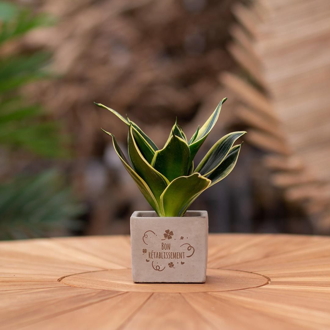Congreet plantpots + Sansevieria | Bon rétablissement (8721225131707)