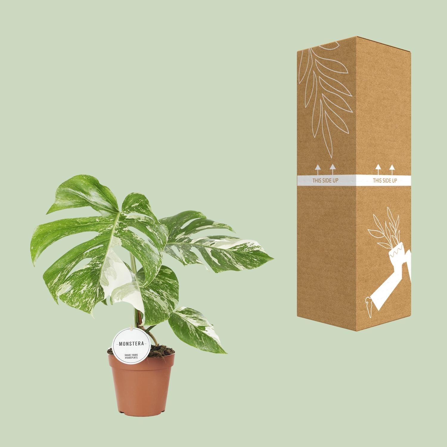 Monstera Deliciosa Variegata (22585)