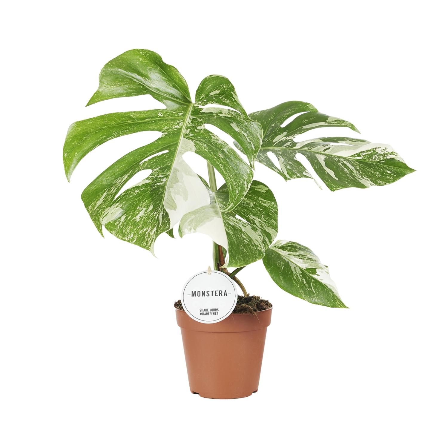 Monstera Deliciosa Variegata (22585)