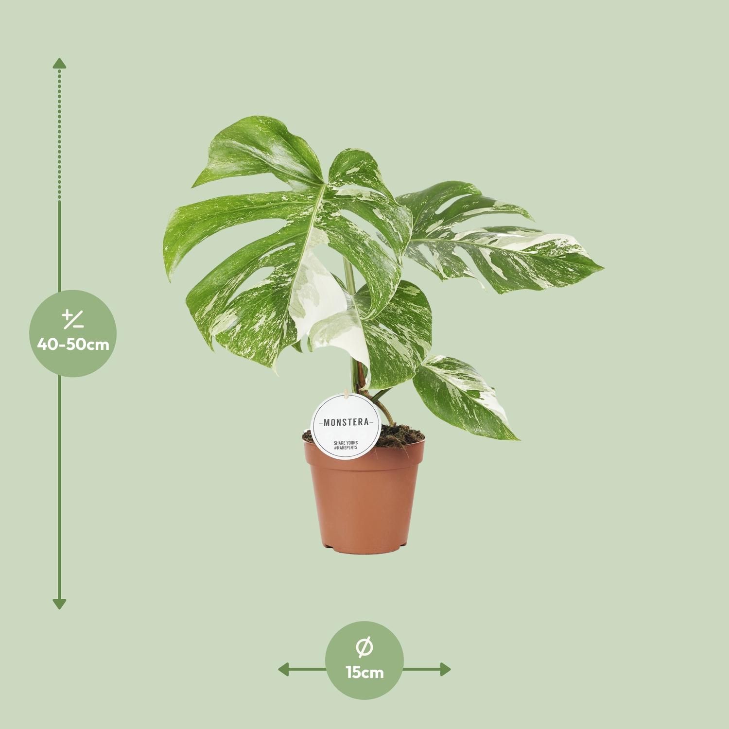 Monstera Deliciosa Variegata (22585)