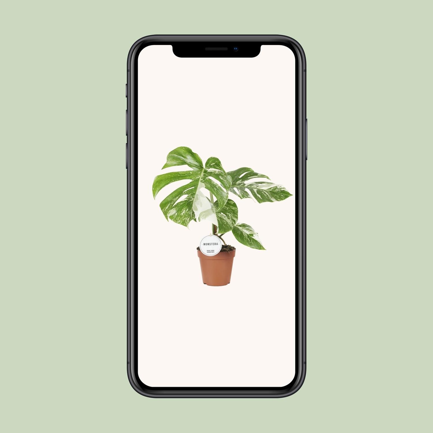 Monstera Deliciosa Variegata (22585)