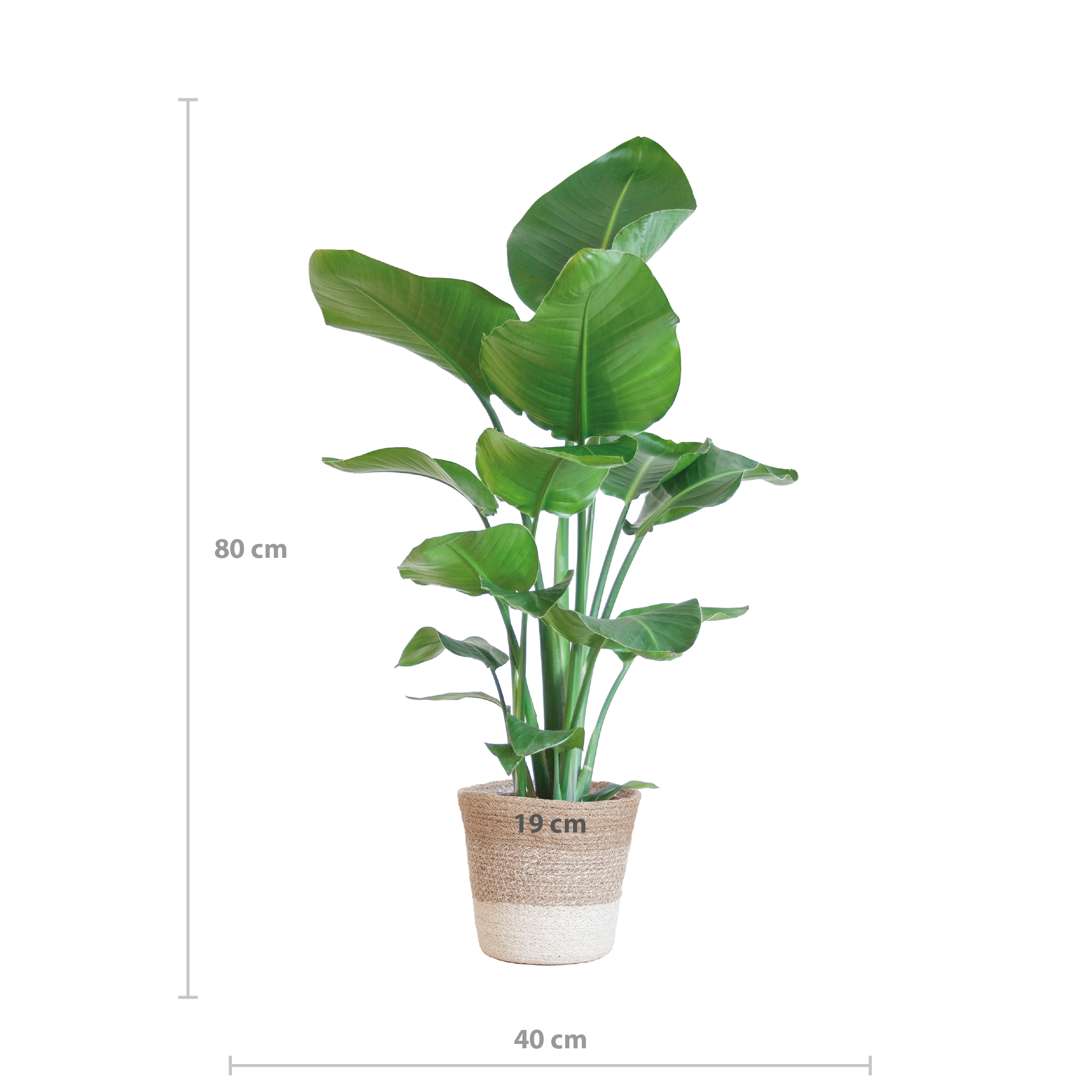 Strelitzia Nicolai met Lissabon mand wit (8721042062611)