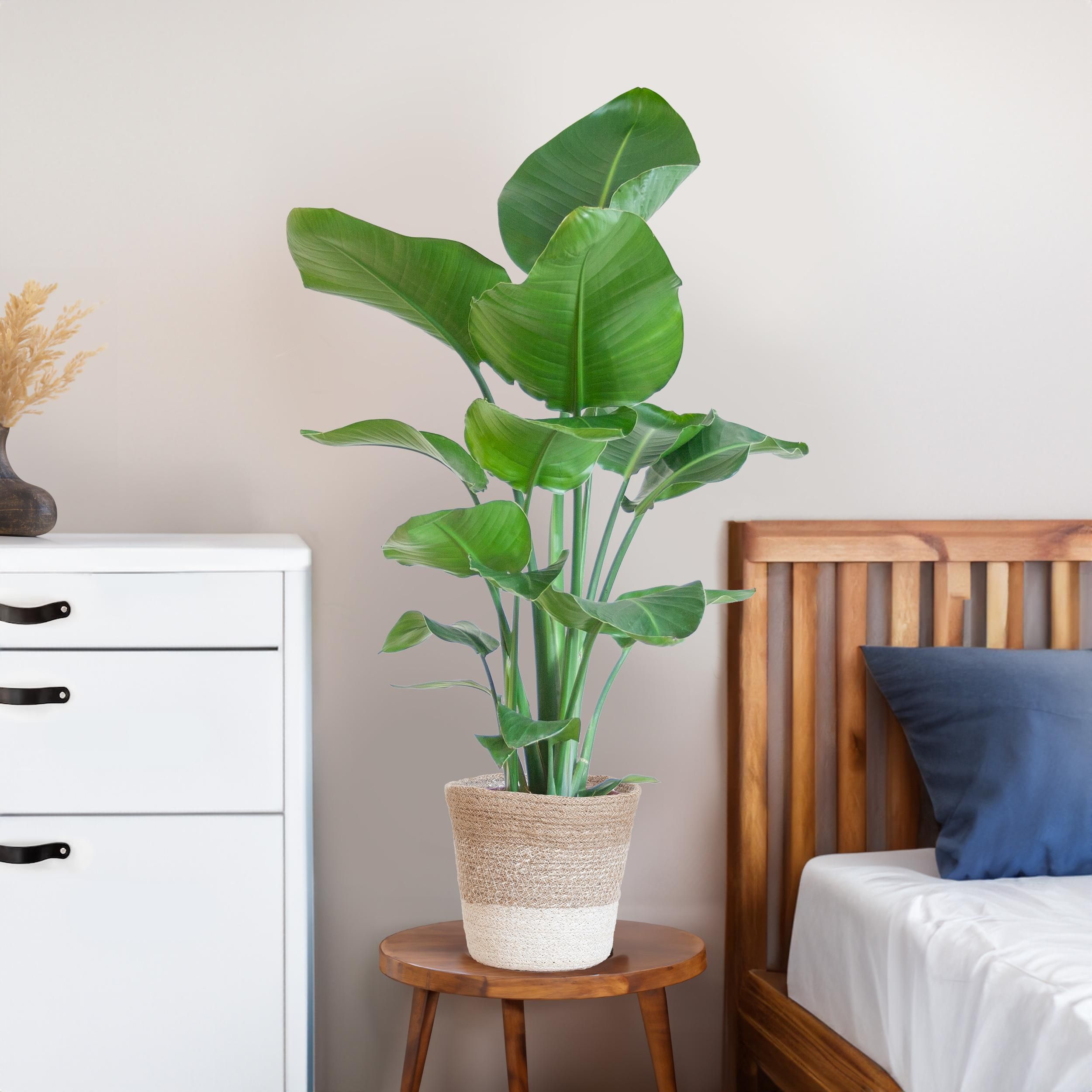 Strelitzia Nicolai met Lissabon mand wit (8721042062611)