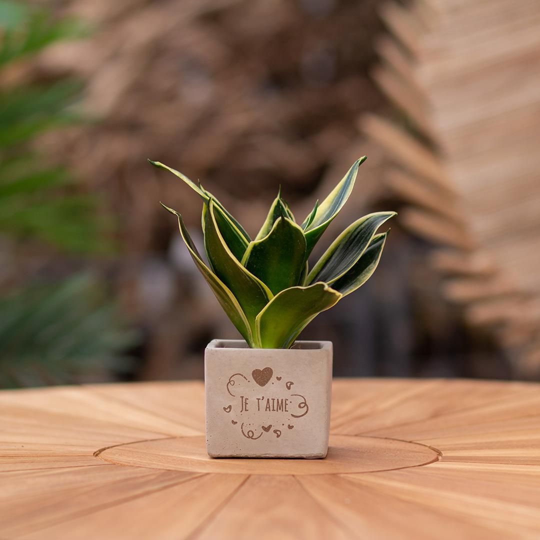 Congreet plantpots + Sansevieria | Je t'aime (8721225131684)