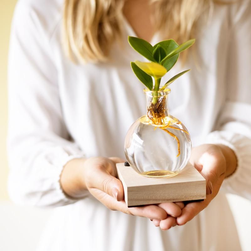 Glowplant - Clusia in vaasje met lampje (8717517852504)