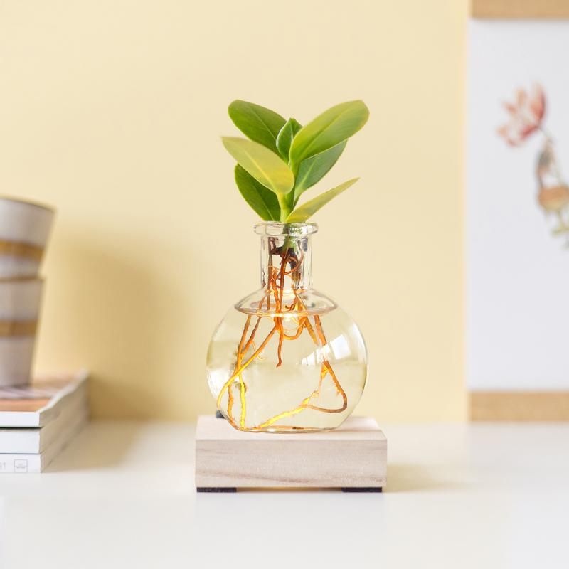Glowplant - Clusia in vaasje met lampje (8717517852504)