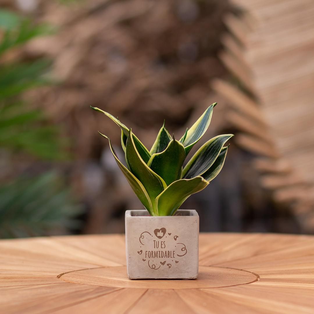 Congreet plantpots + Sansevieria | Tu es formidable (8721225131721)