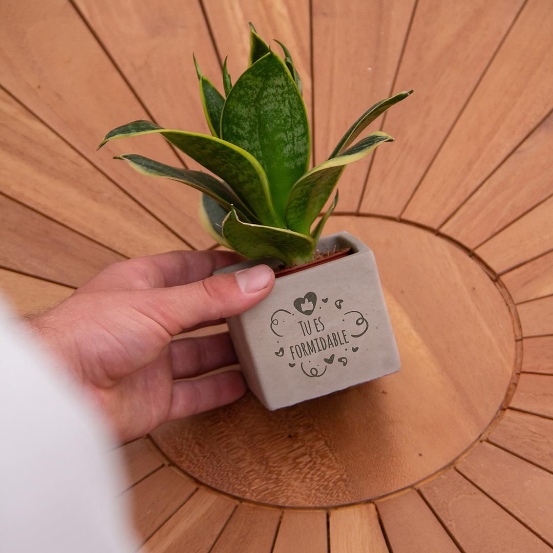 Congreet plantpots + Sansevieria | Tu es formidable (8721225131721)