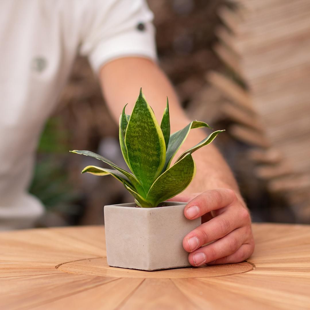 Congreet plantpots + Sansevieria | Tu es formidable (8721225131721)