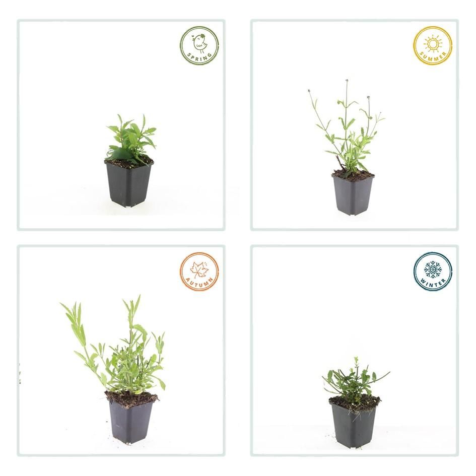 Garden basics 48x Verbena bon. 'Lollipop' - ↕10-25cm - Ø9cm (50605)