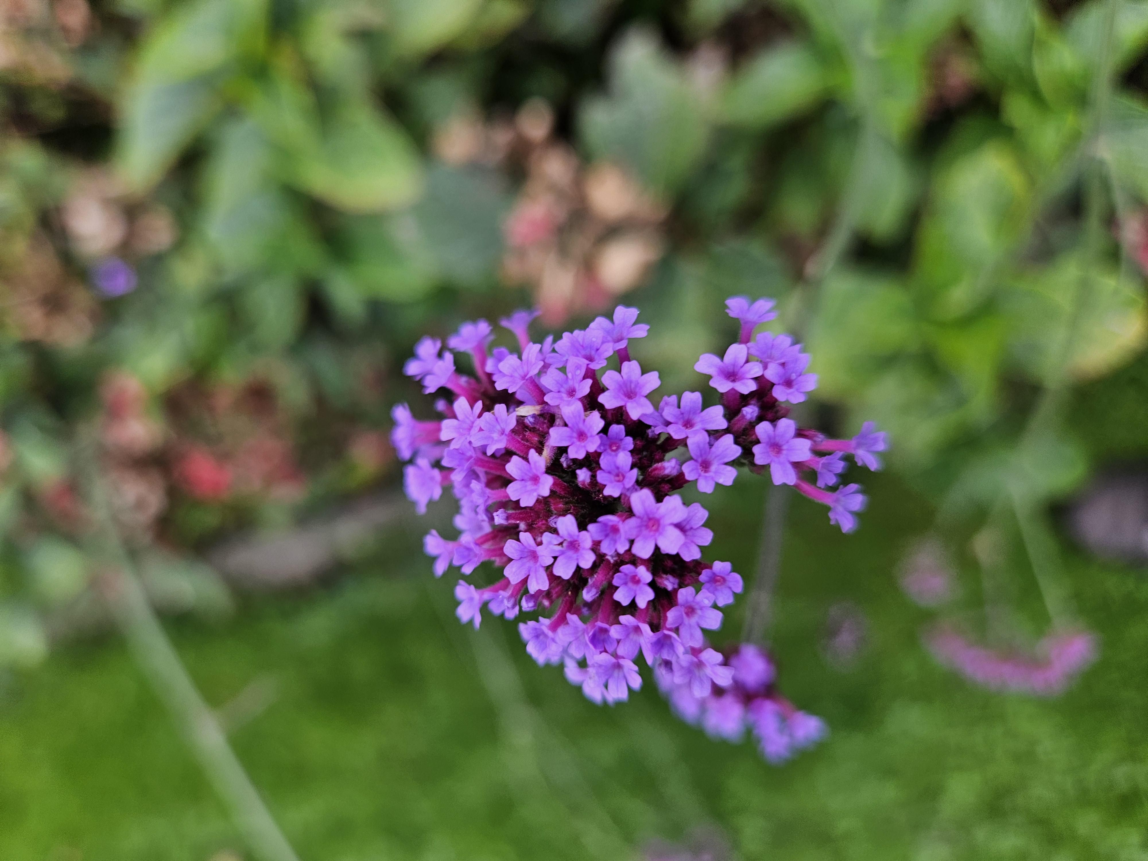 Garden basics 48x Verbena bon. 'Lollipop' - ↕10-25cm - Ø9cm (50605)