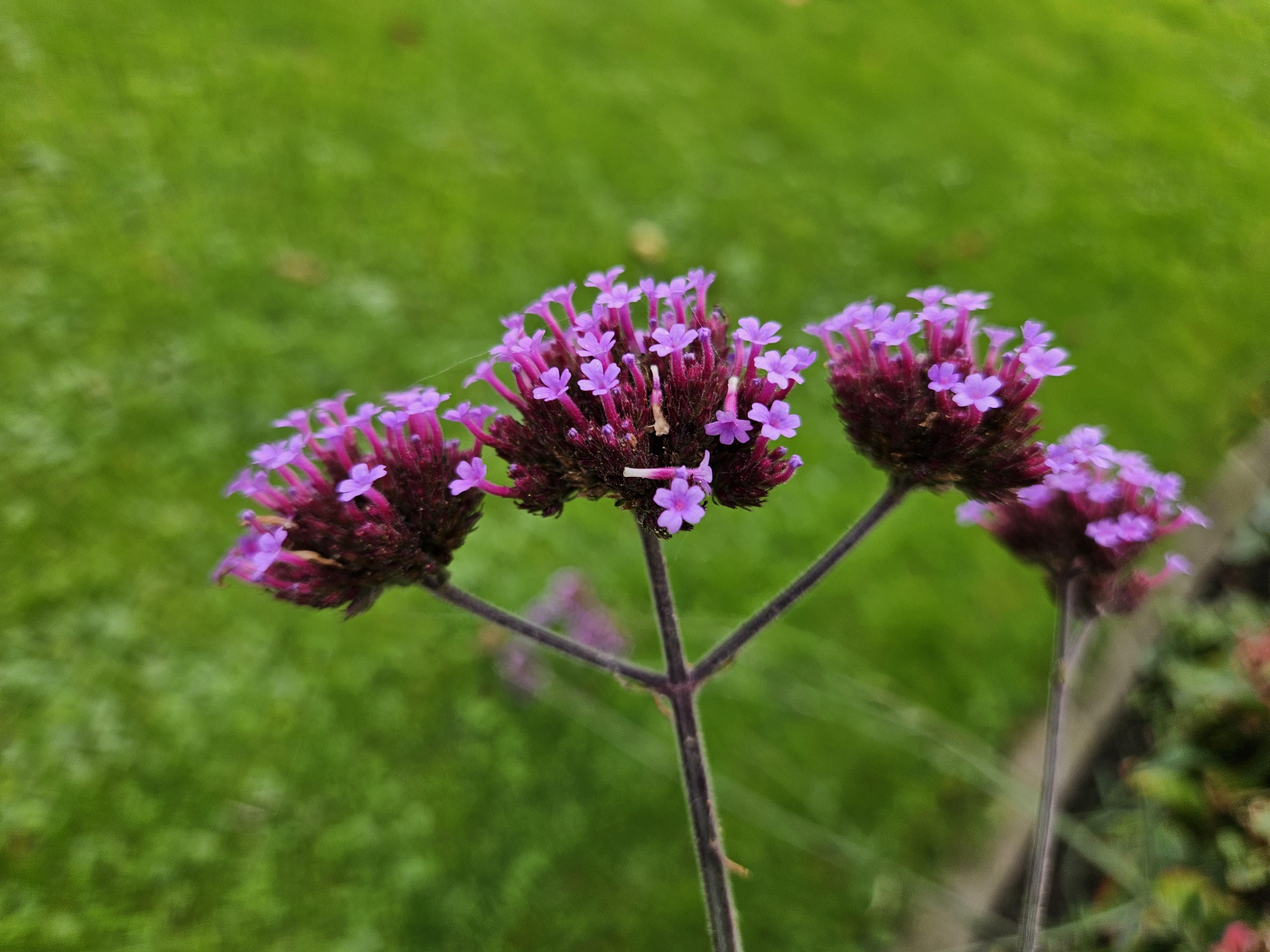 Garden basics 48x Verbena bon. 'Lollipop' - ↕10-25cm - Ø9cm (50605)