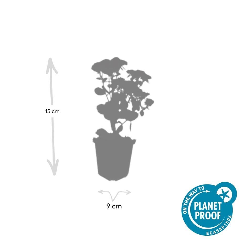 Garden basics 48x Sedum 'Herbstfreude' - ↕10-25cm - Ø9cm (50601)