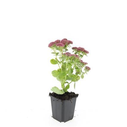 Garden basics 48x Sedum 'Herbstfreude' - ↕10-25cm - Ø9cm (50601)