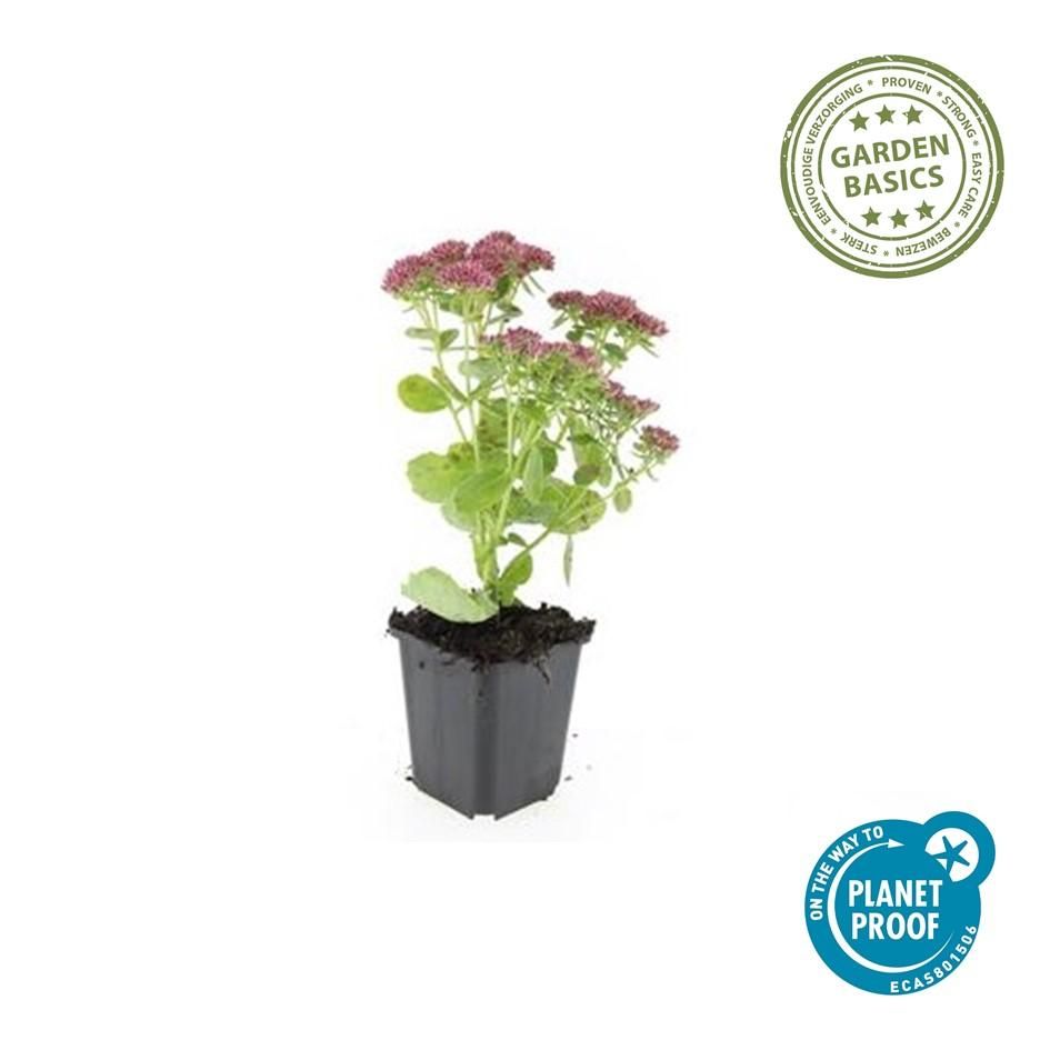 Garden basics 48x Sedum 'Herbstfreude' - ↕10-25cm - Ø9cm (50601)