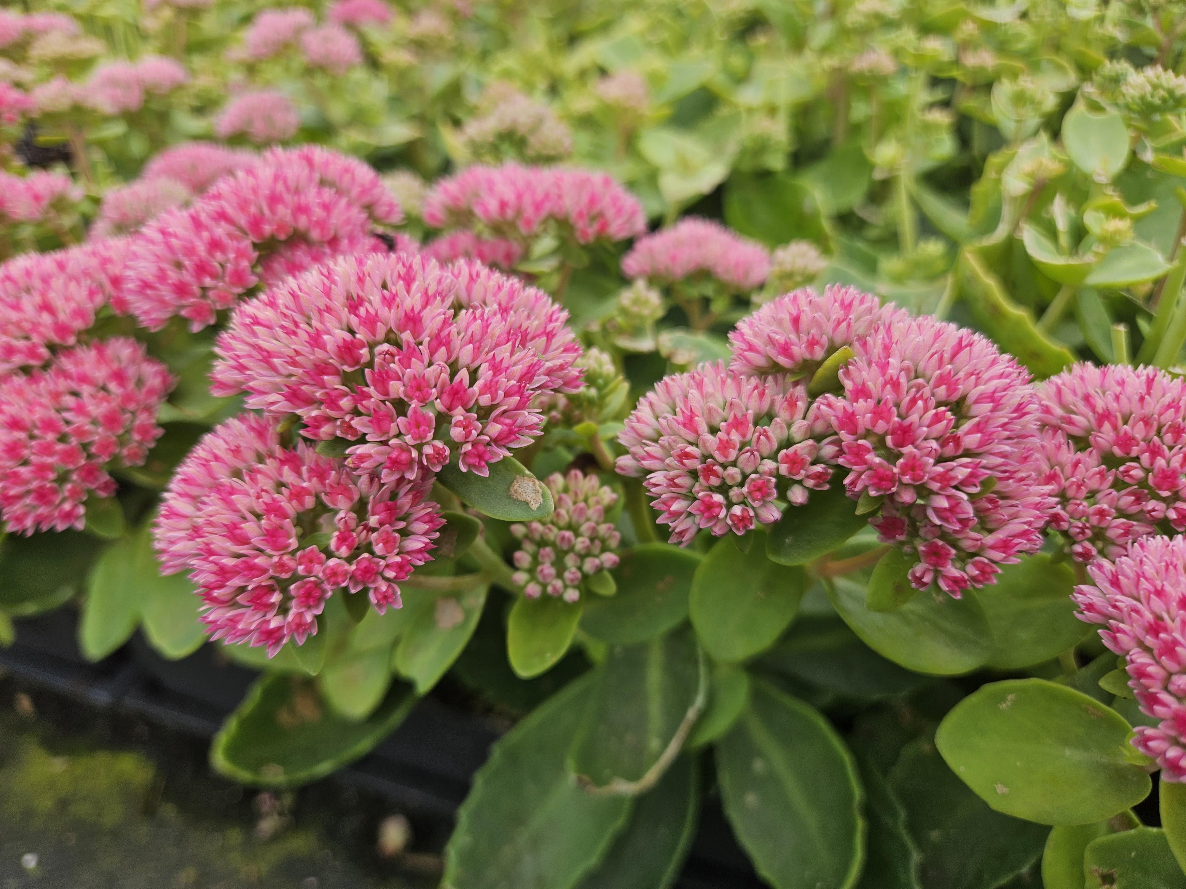 Garden basics 48x Sedum 'Herbstfreude' - ↕10-25cm - Ø9cm (50601)