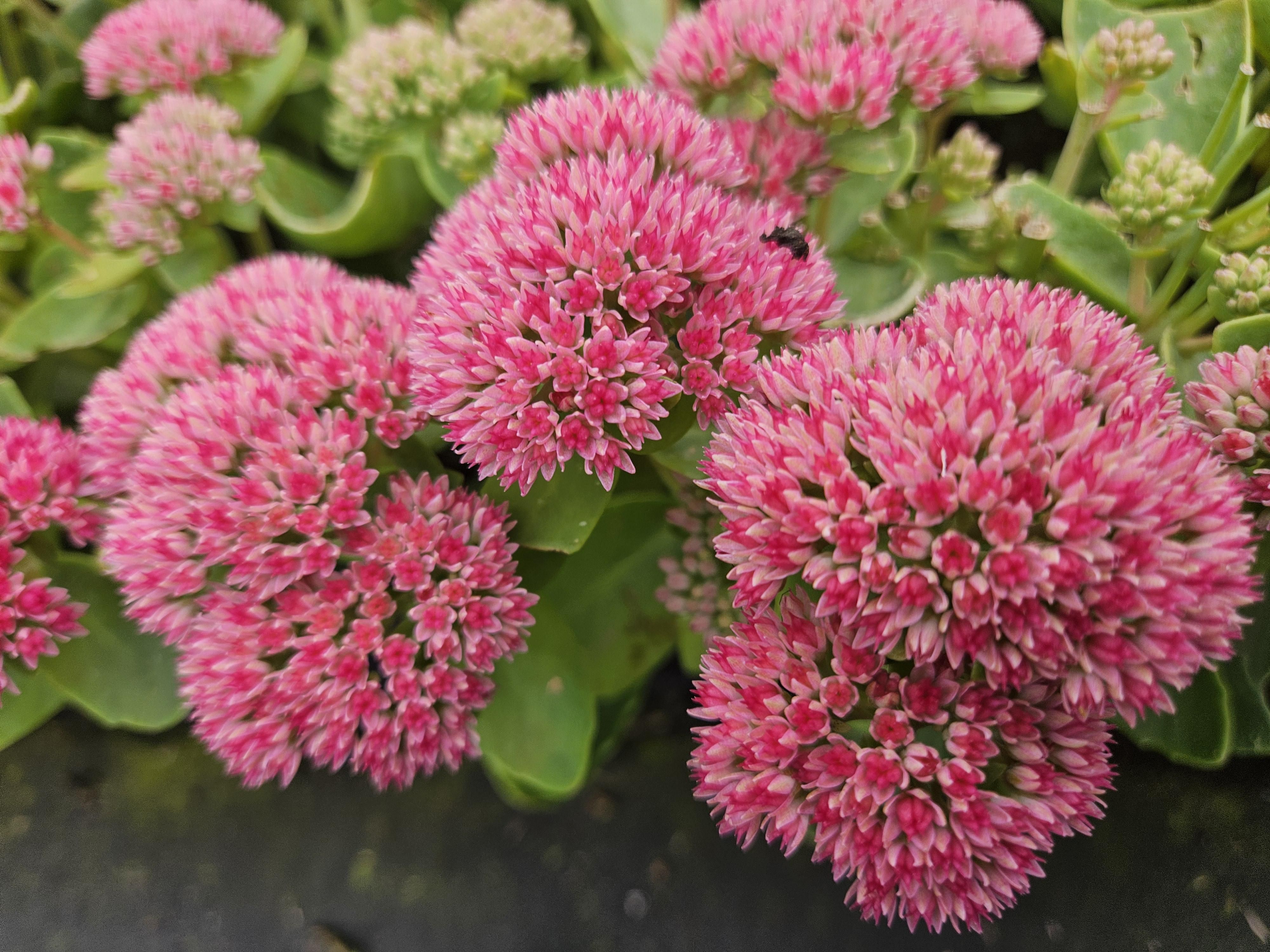 Garden basics 48x Sedum 'Herbstfreude' - ↕10-25cm - Ø9cm (50601)