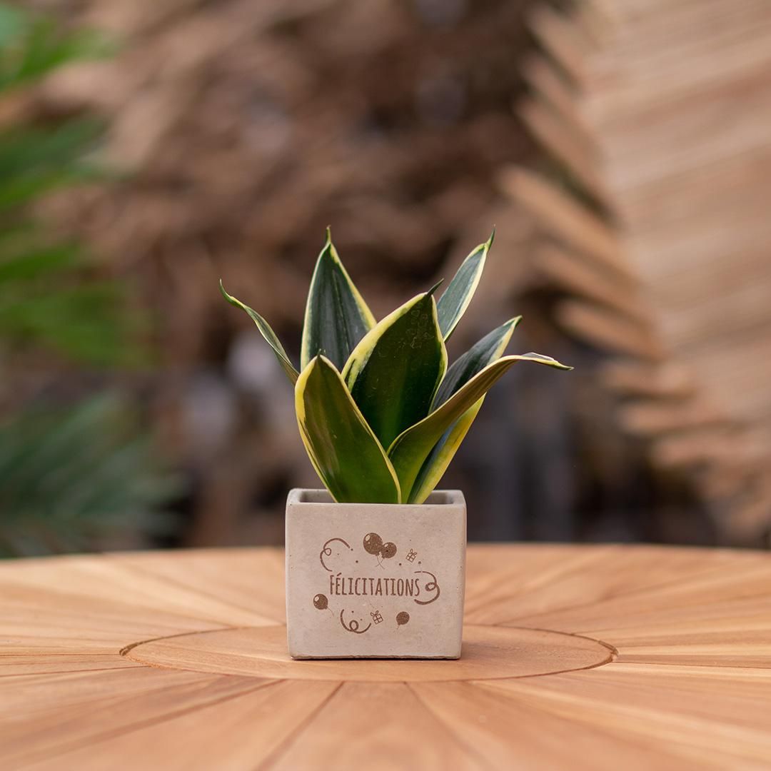 Congreet plantpots + Sansevieria | Félicitations (8721225131714)
