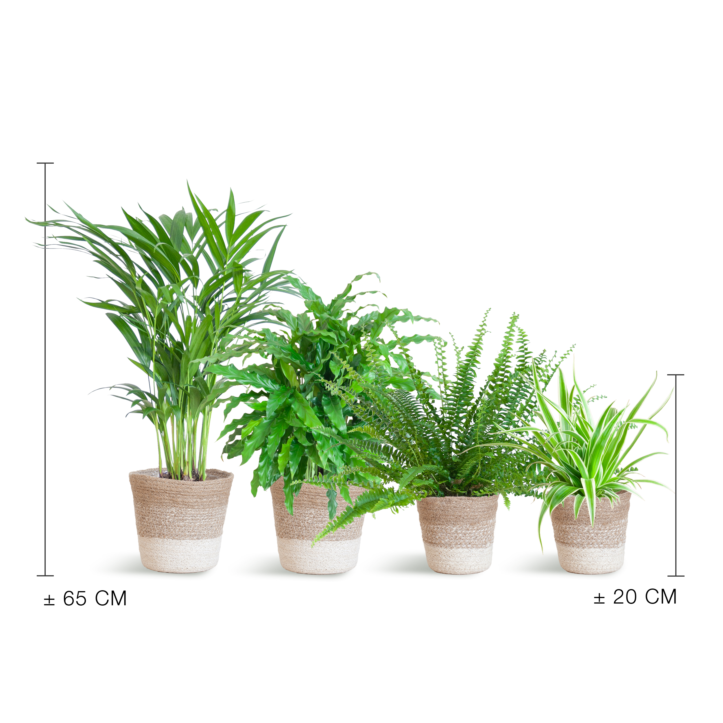 Diervriendelijke plantenset (8721042060099)