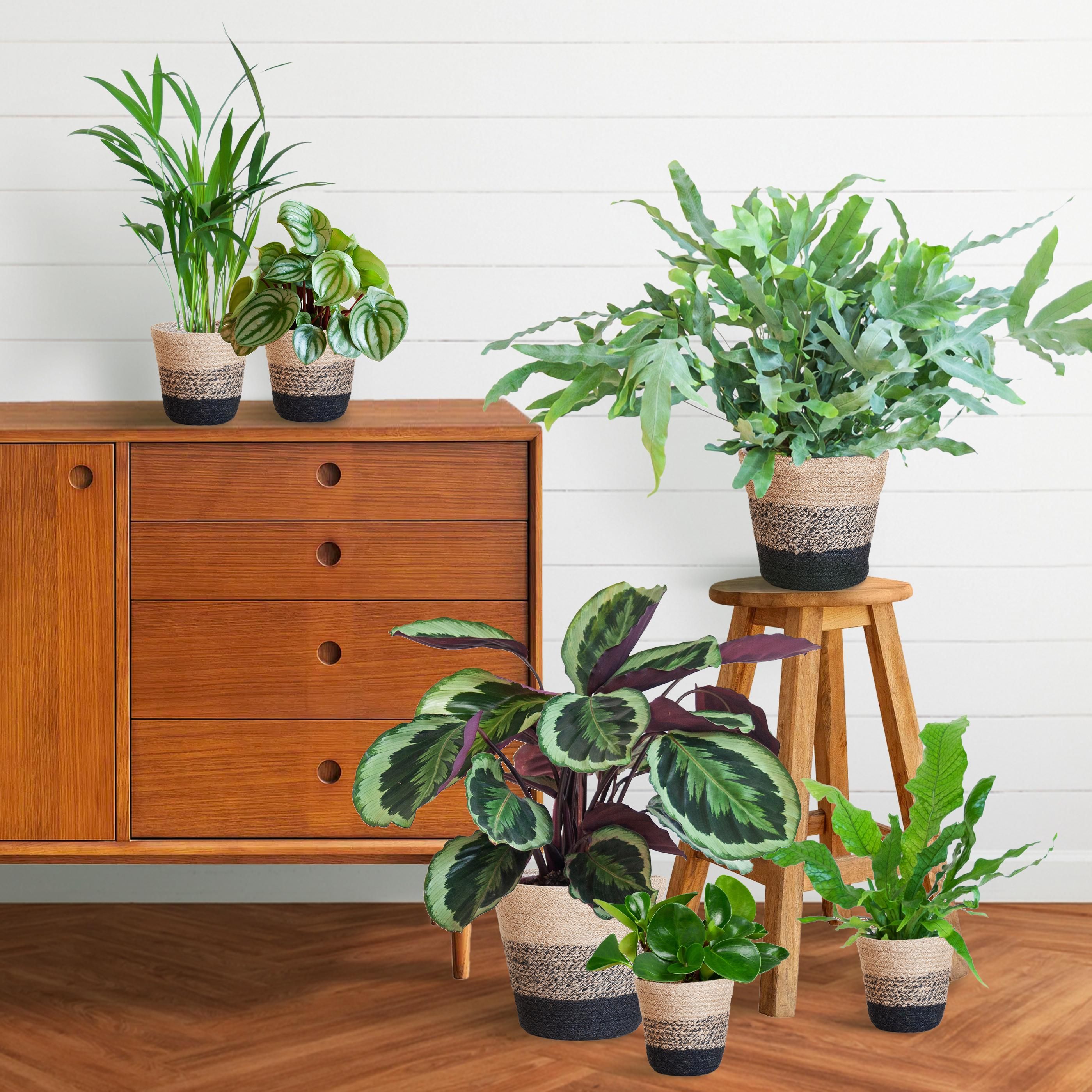 Diervriendelijke plantenset Large (08721042060303)