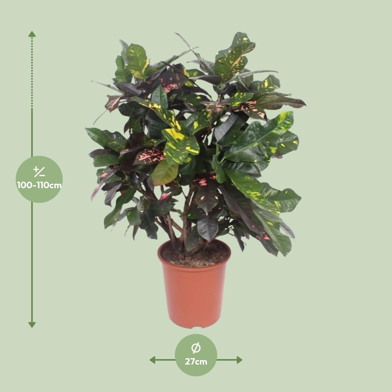 Codiaeum Magnificent (Croton Magnificent) (18238)