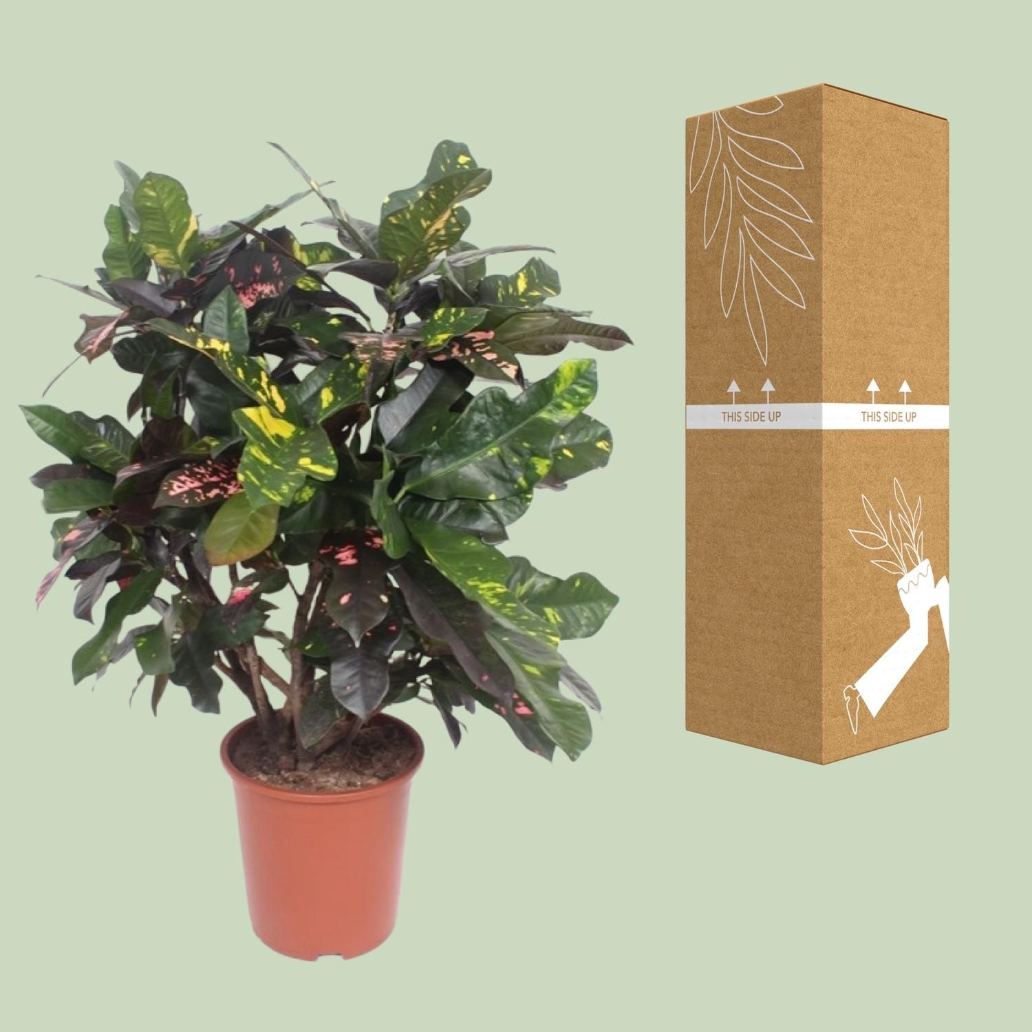Codiaeum Magnificent (Croton Magnificent) (18238)