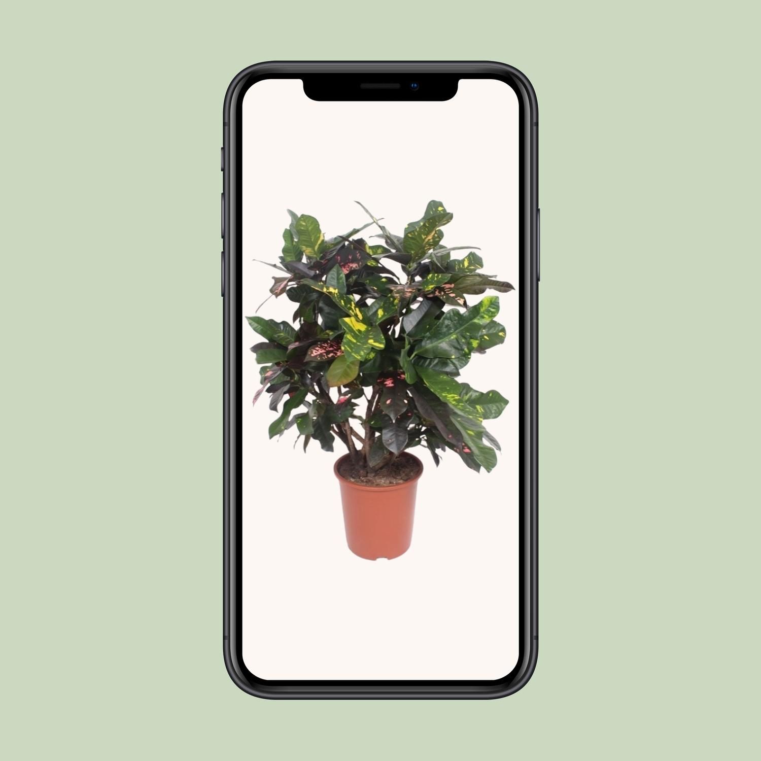 Codiaeum Magnificent (Croton Magnificent) (18238)