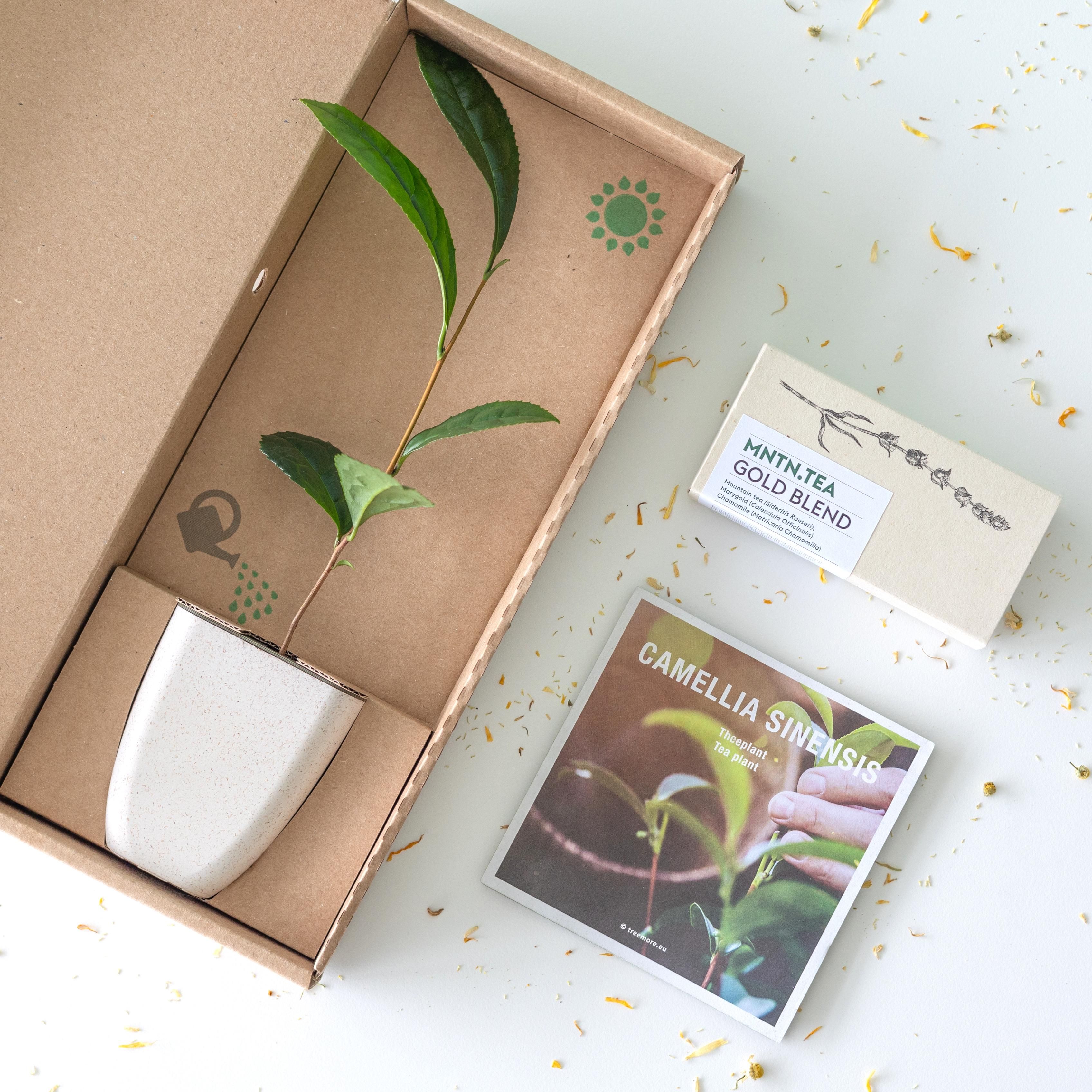 Tea break - Gold Blend thee én theeboom stekje (6096105474499)