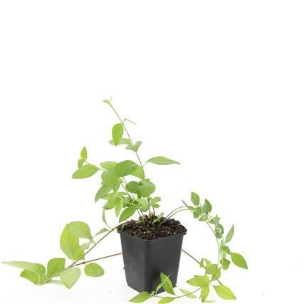 Garden basics 24x Vinca major 'Alba' - ↕10-25cm - Ø9cm (50606)