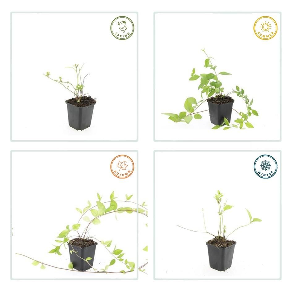 Garden basics 24x Vinca major 'Alba' - ↕10-25cm - Ø9cm (50606)