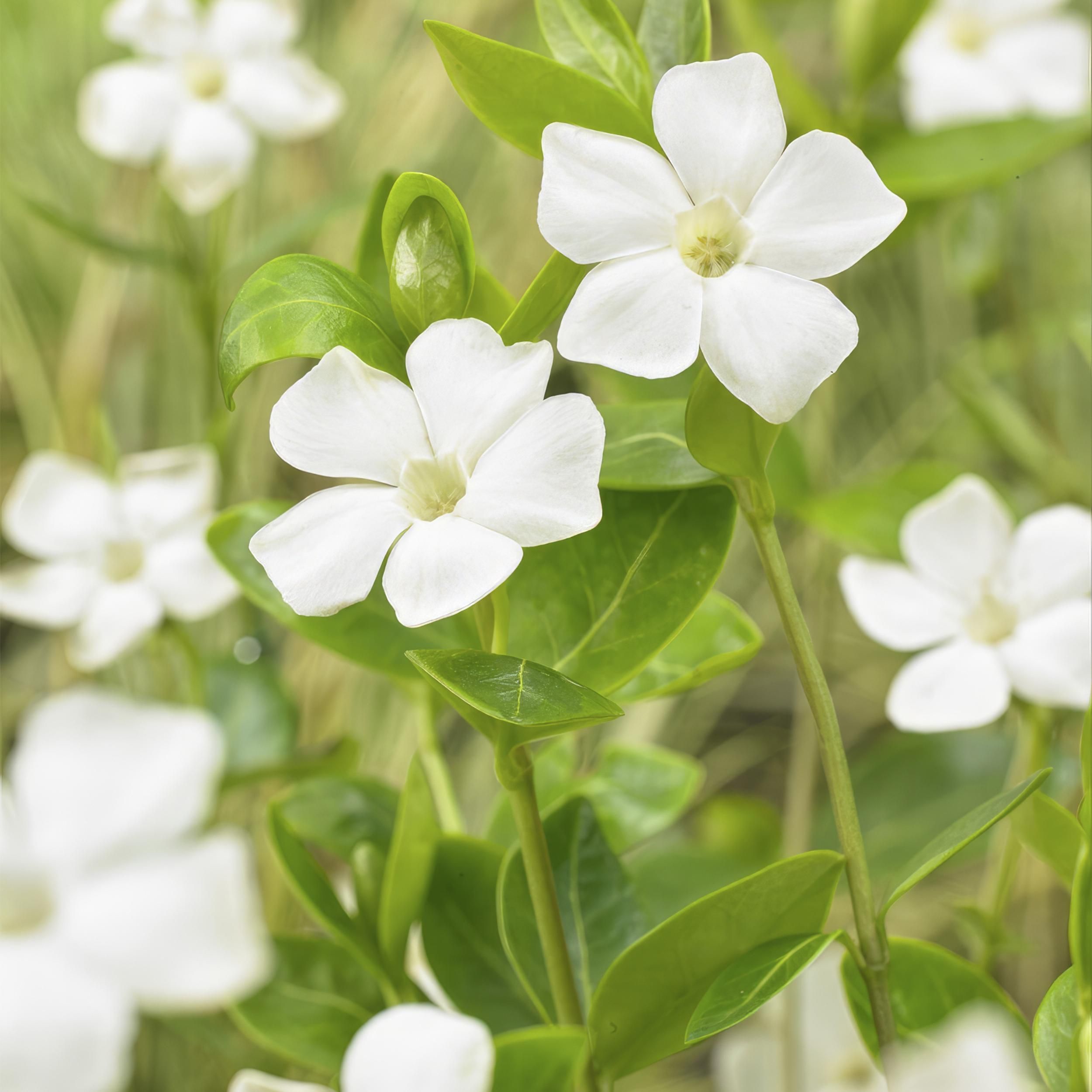 Garden basics 24x Vinca major 'Alba' - ↕10-25cm - Ø9cm (50606)