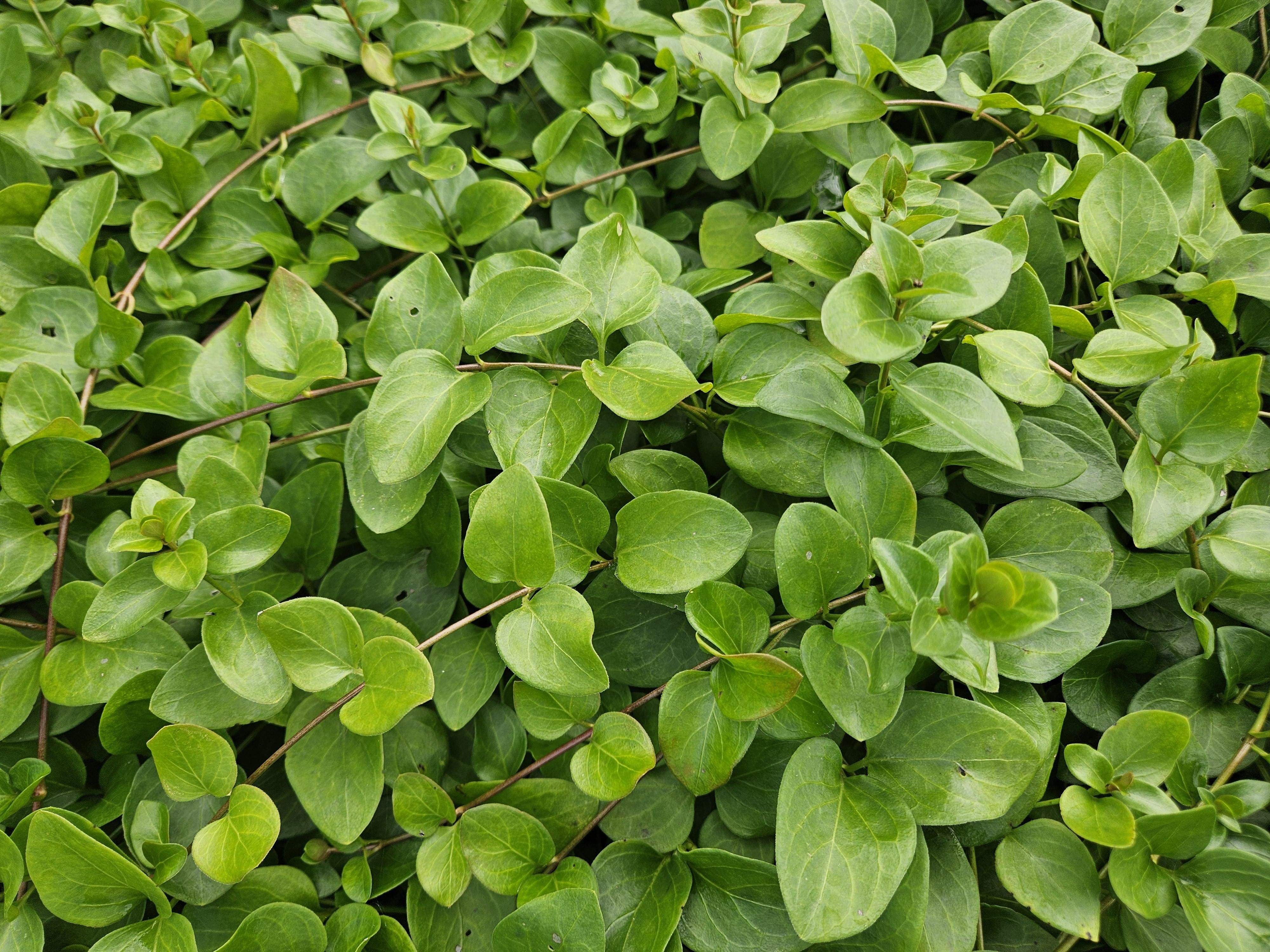 Garden basics 24x Vinca major 'Alba' - ↕10-25cm - Ø9cm (50606)
