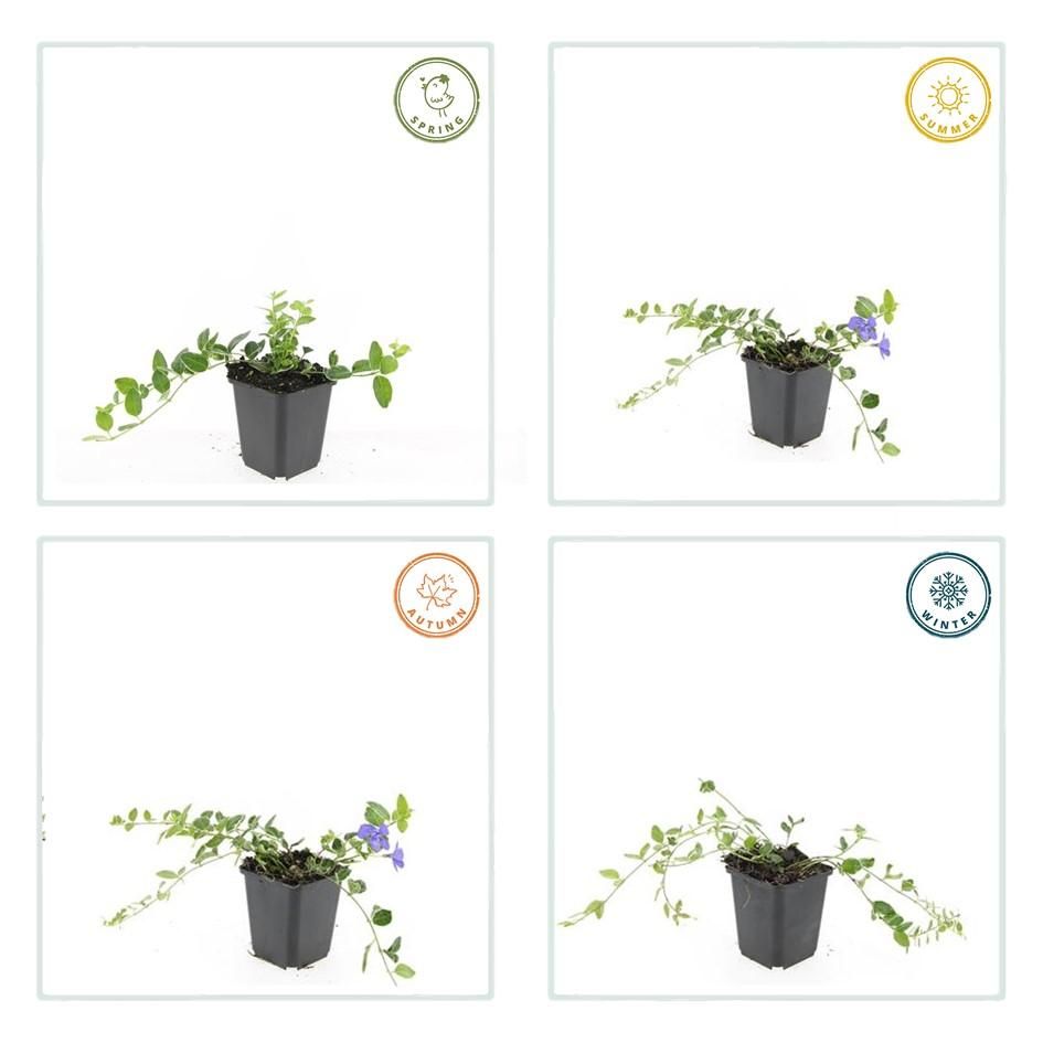 Garden basics 48x Vinca minor 'Ralph Shugert' - ↕10-25cm - Ø9cm (50638)